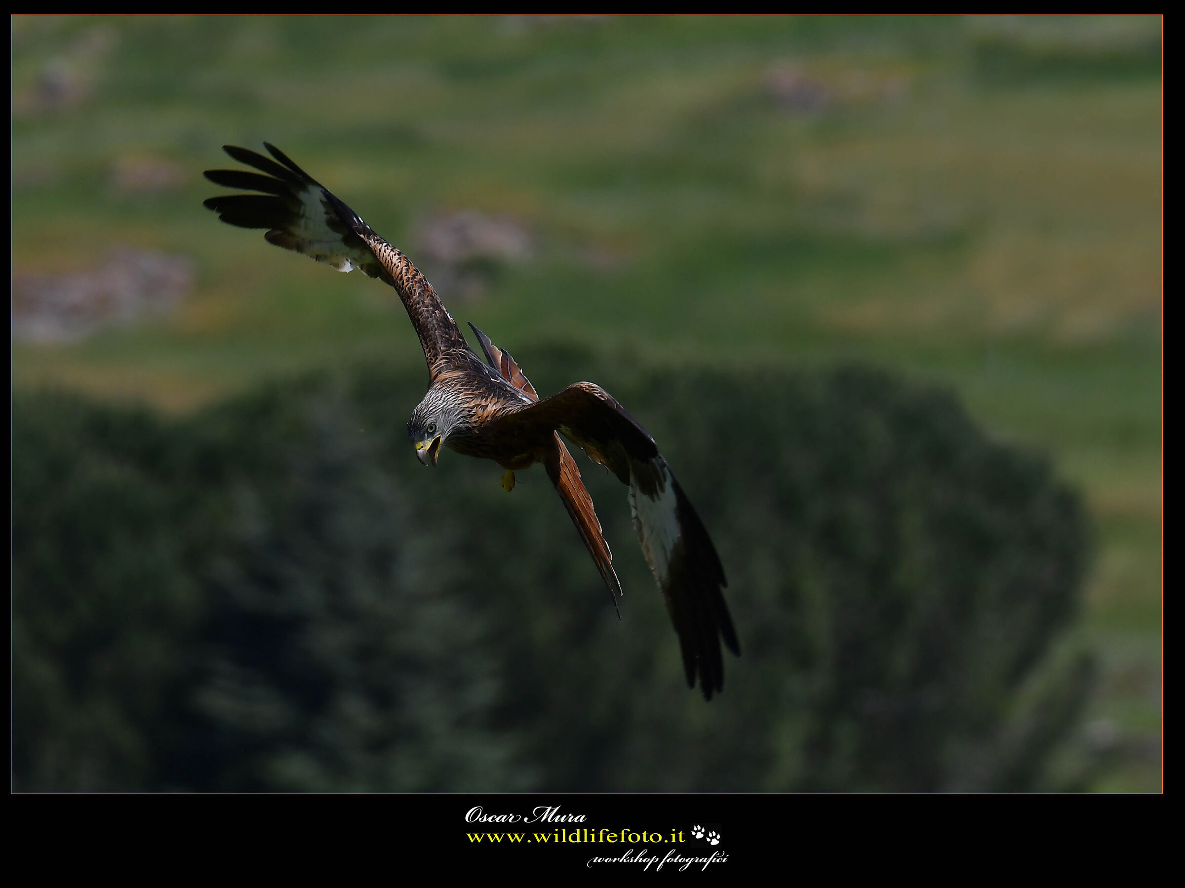 Www.wildlifefoto.it Red Kite