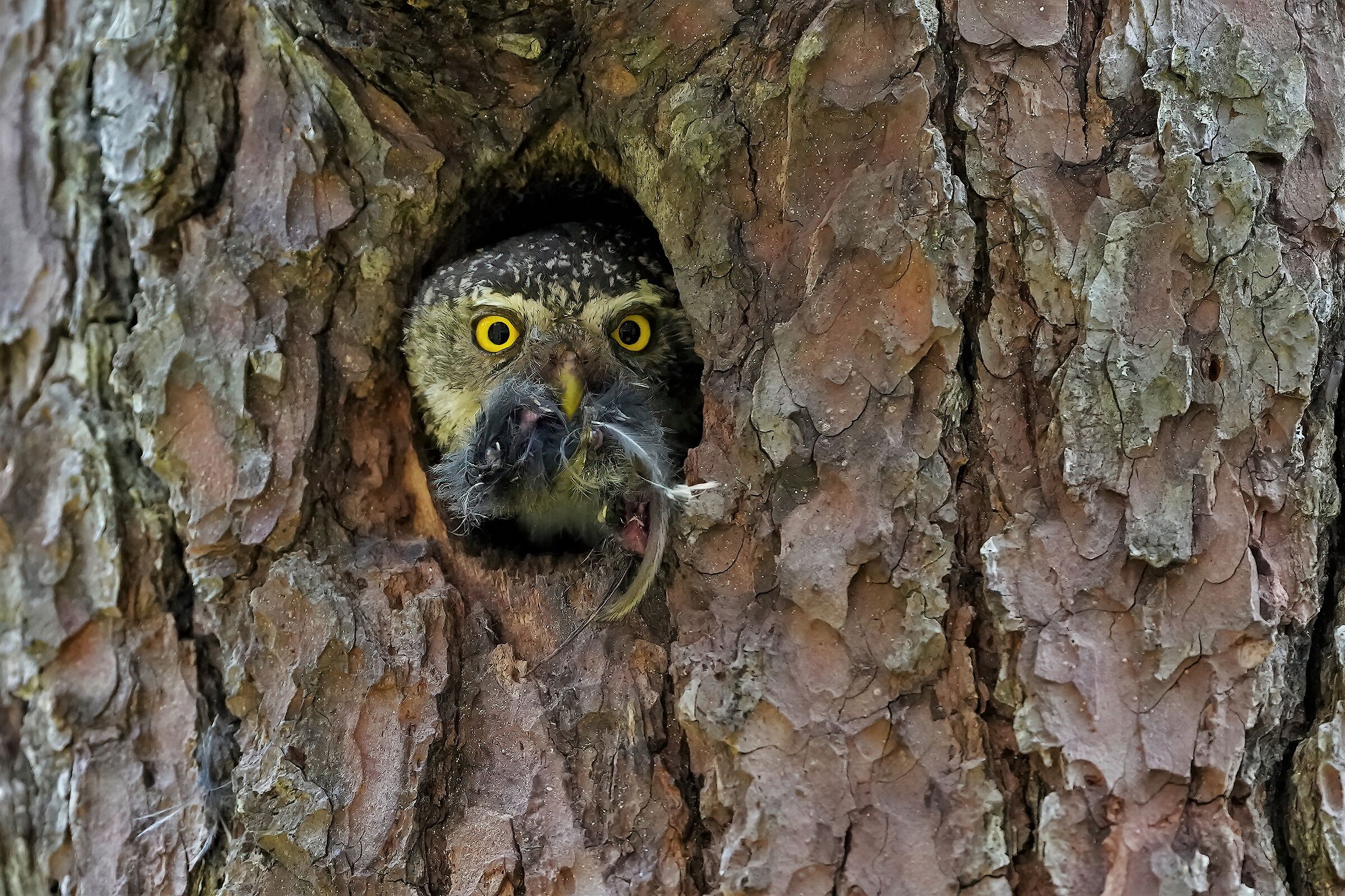 cleaning of house dwarf owl