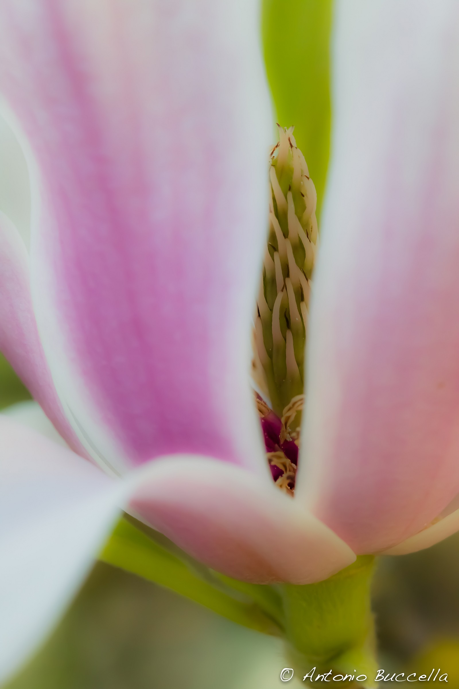 Ecco dove si nascondeva la primavera..