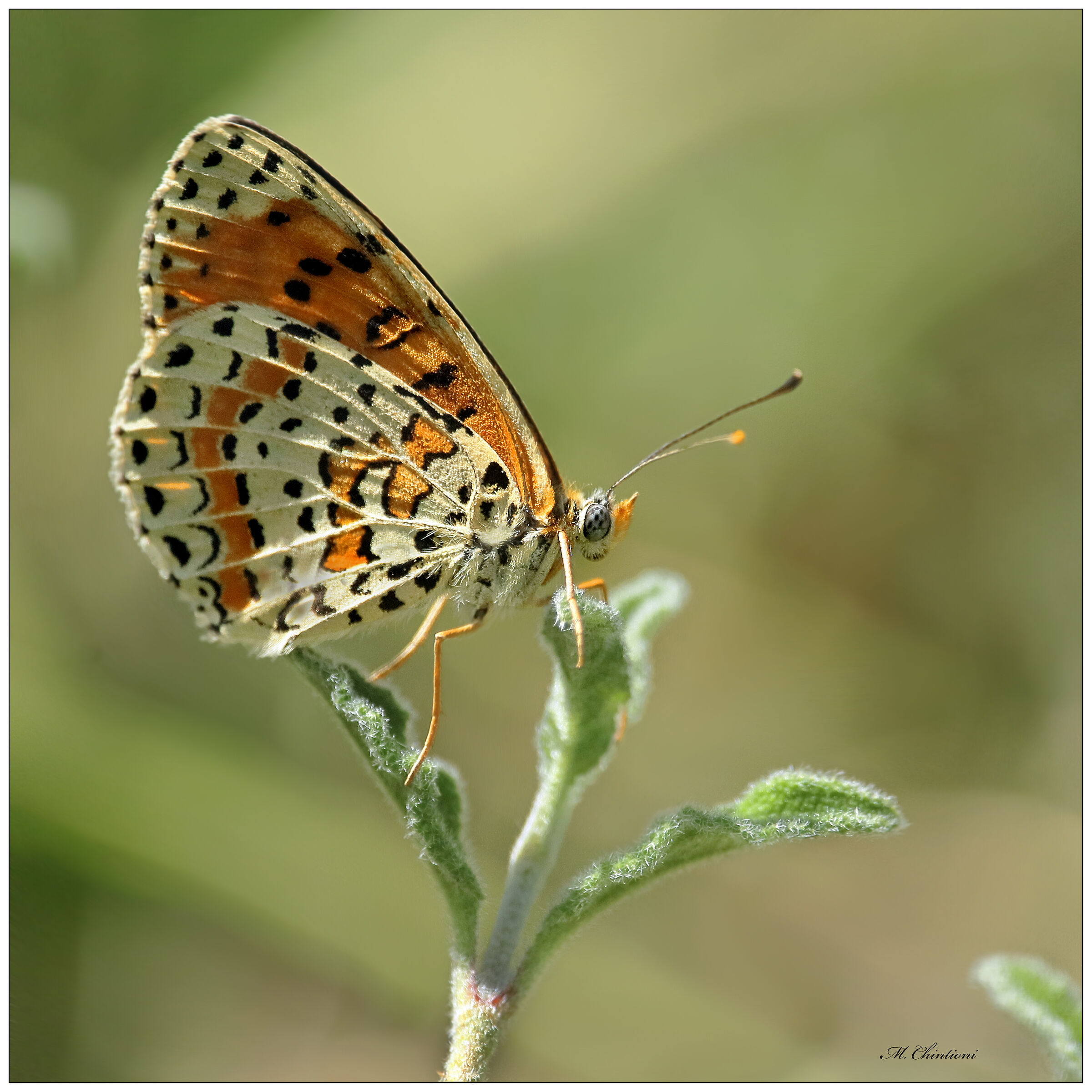 Melitaea didyma