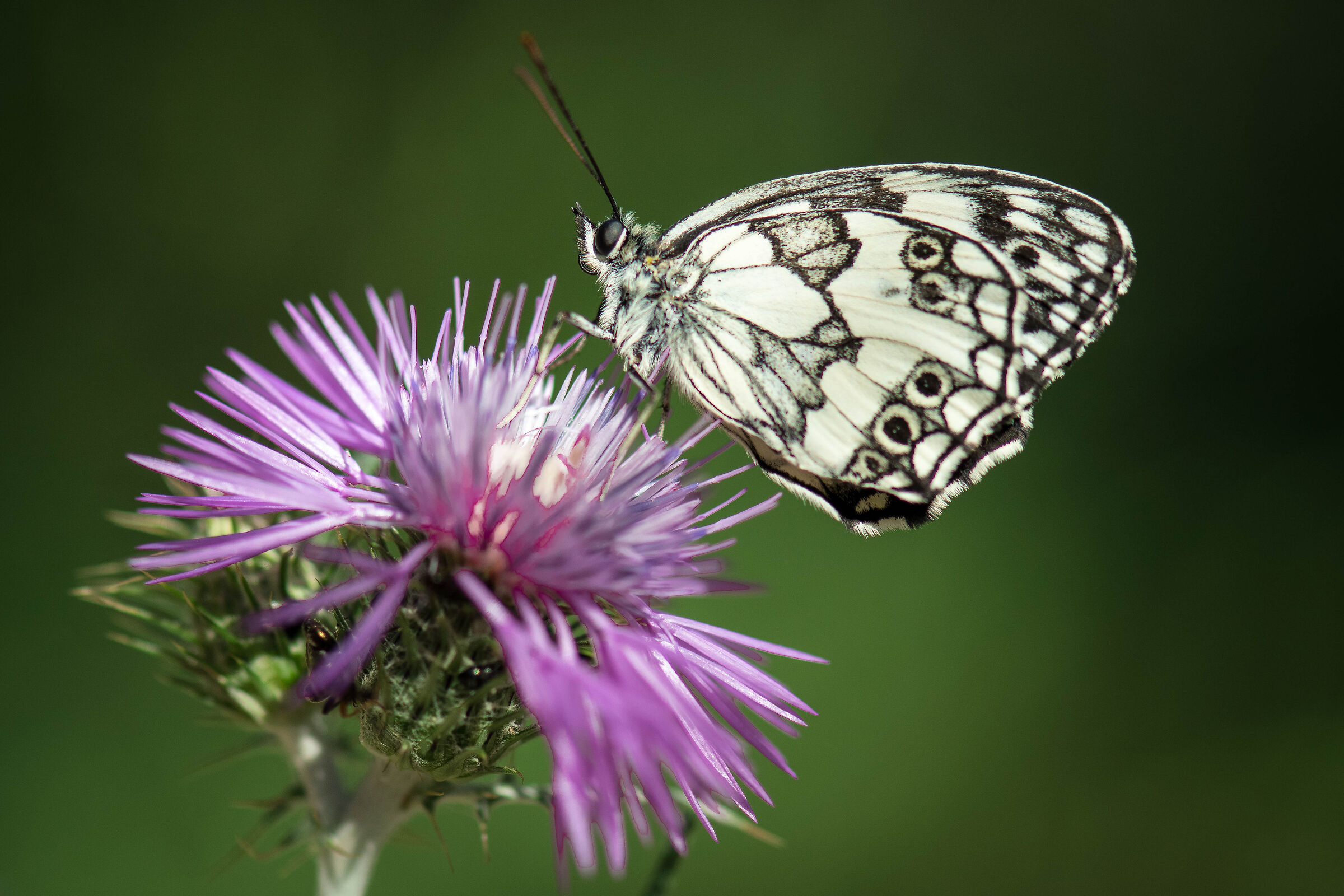 Melanargia galathea