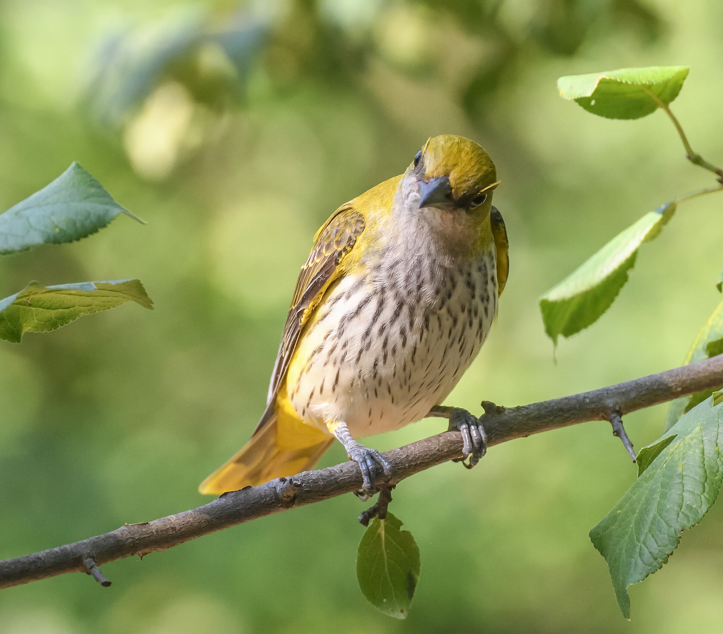 female oriole