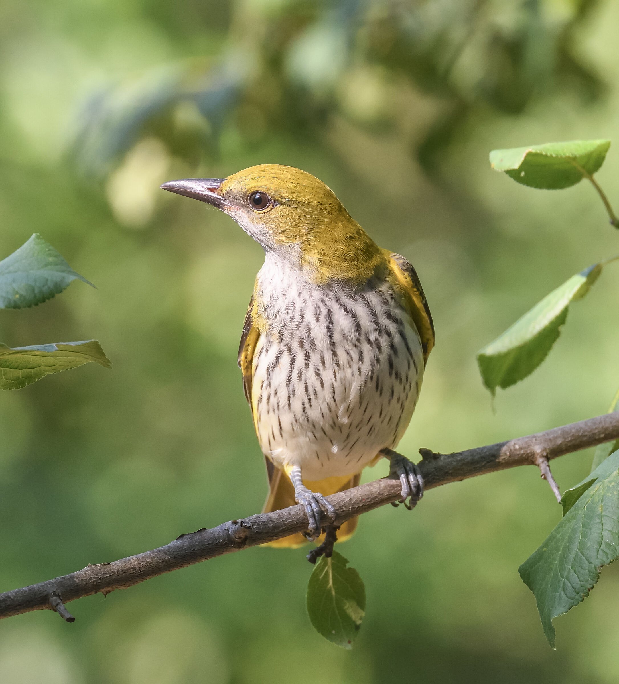 female oriole