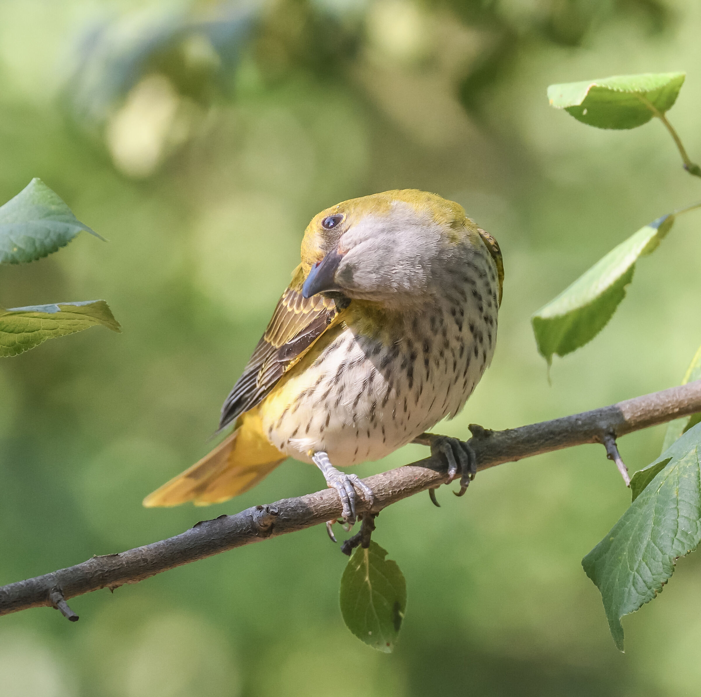 female oriole
