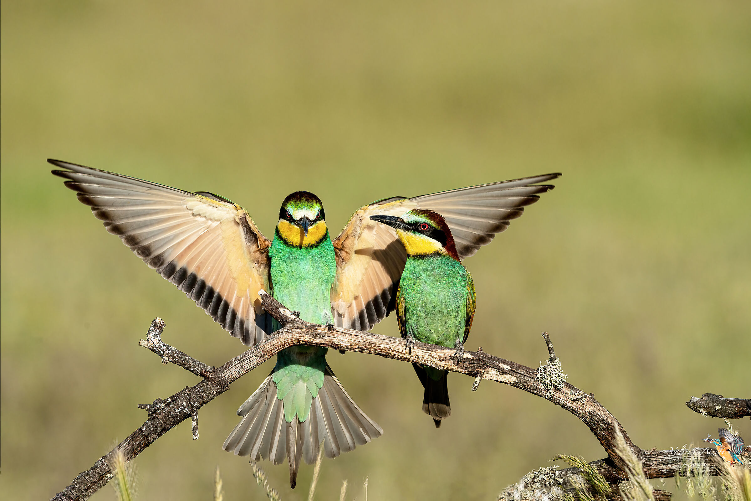 Preocupes no, ghe pensi mi!