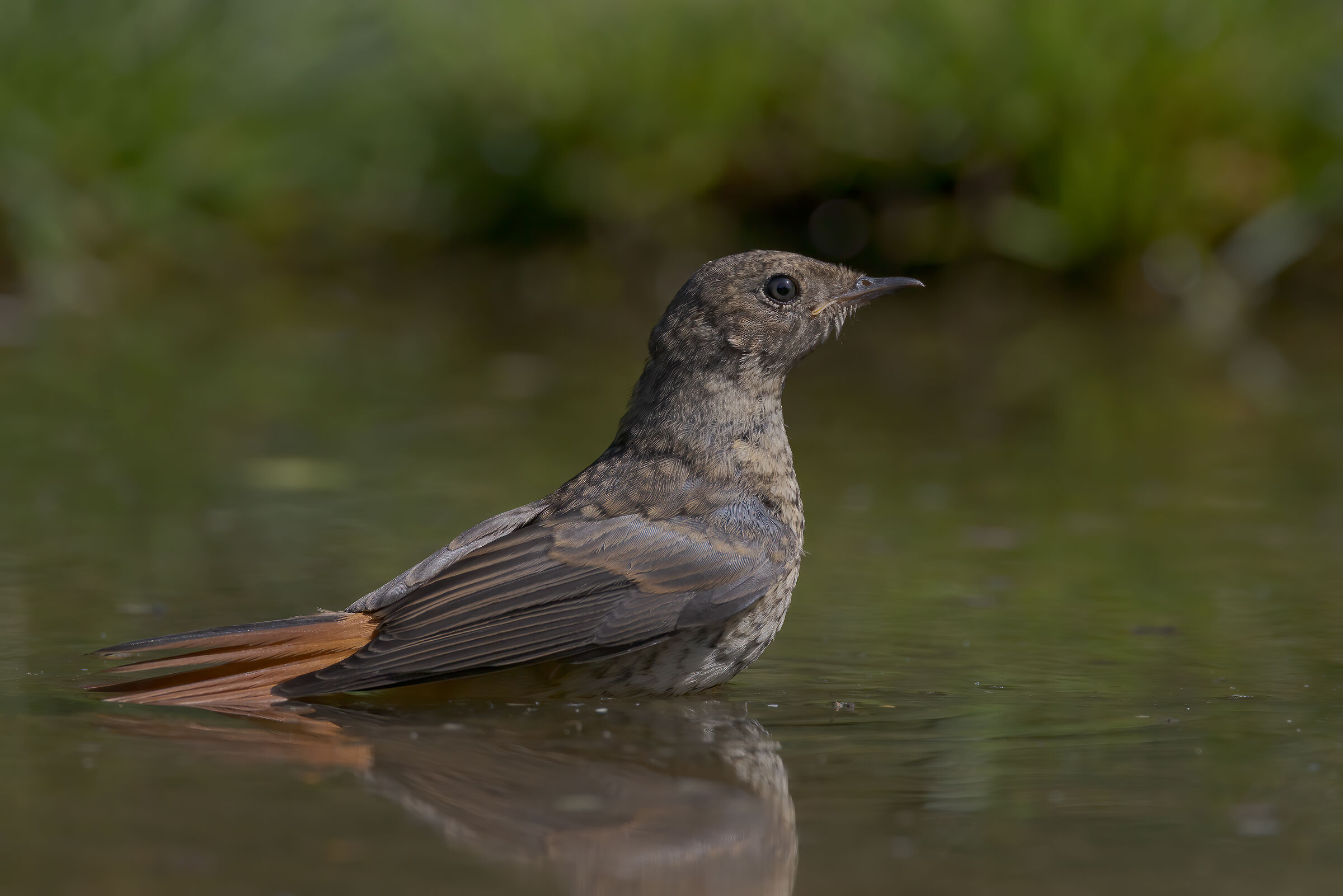 Codirosso comune juv.