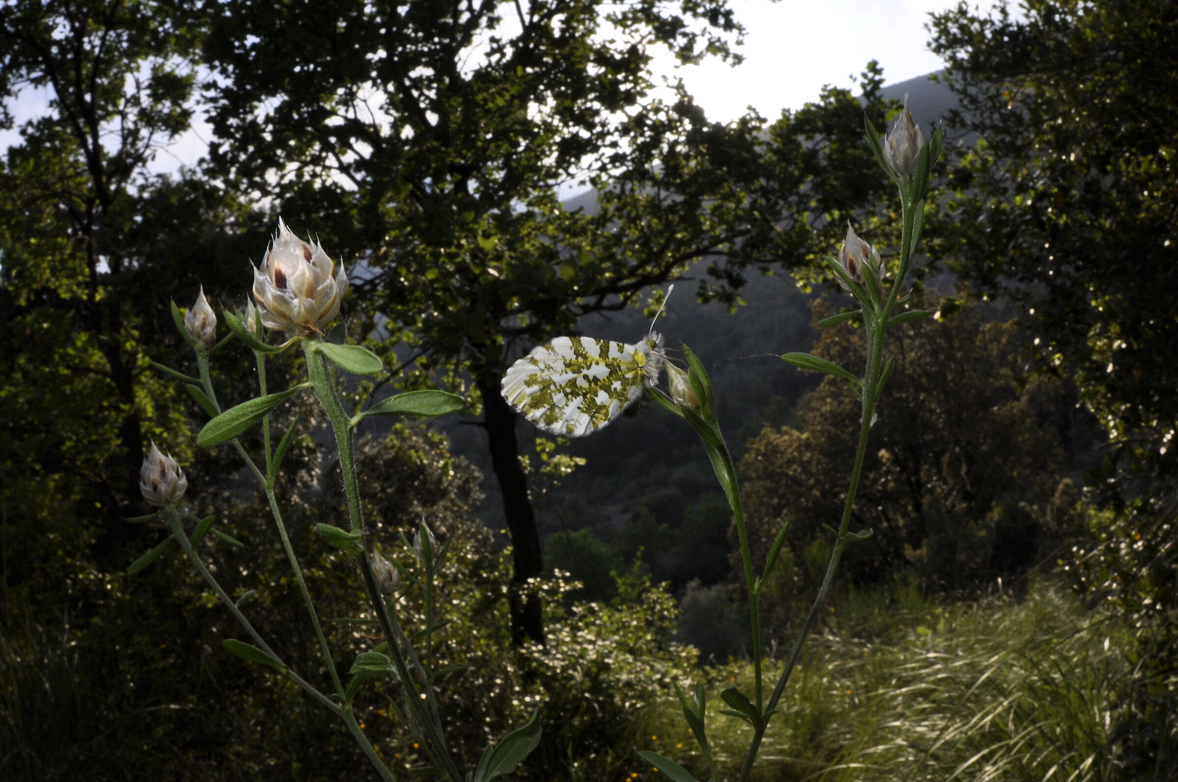 Anthocharis cardamines