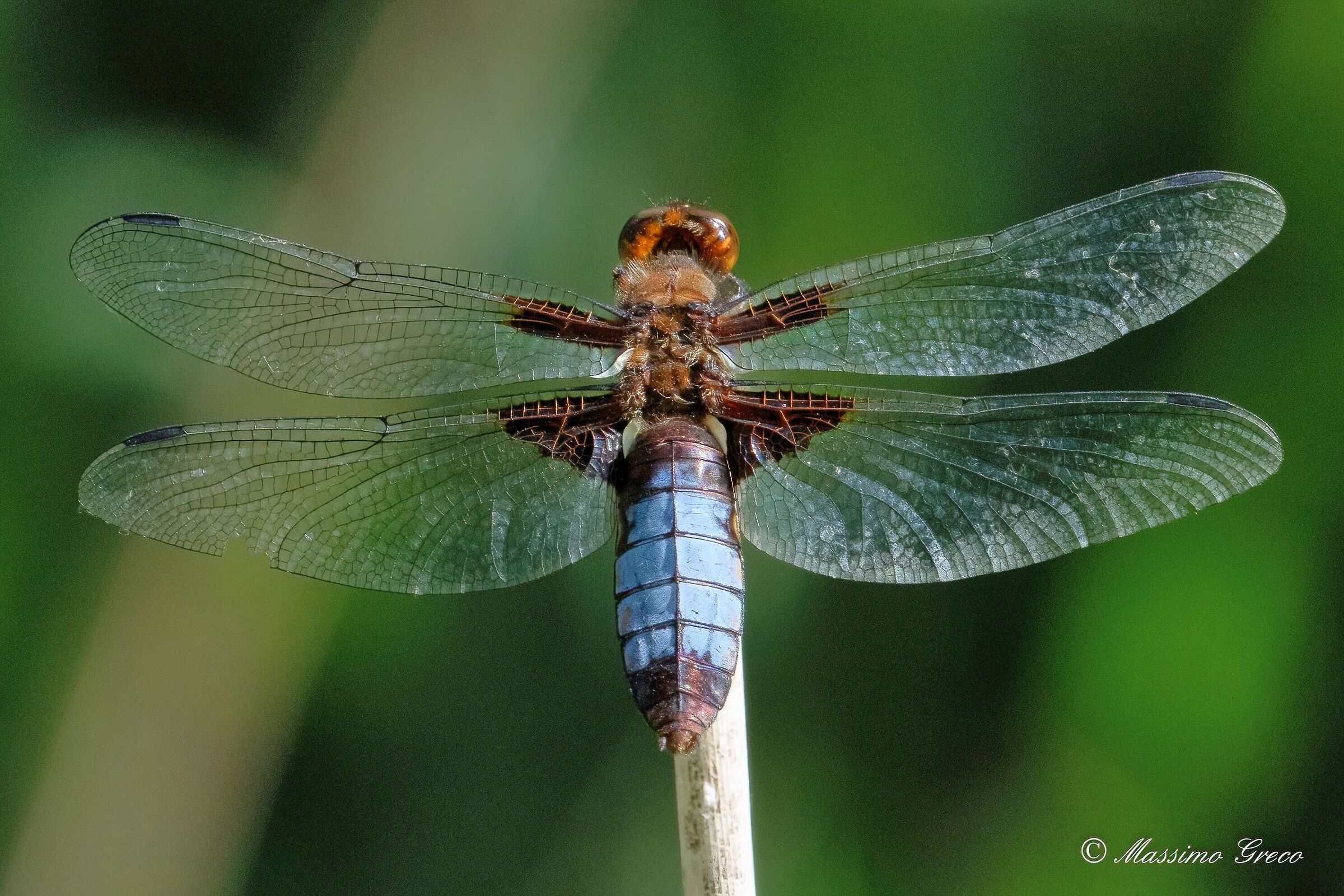 Depressed dragonfly or Flat-bellied