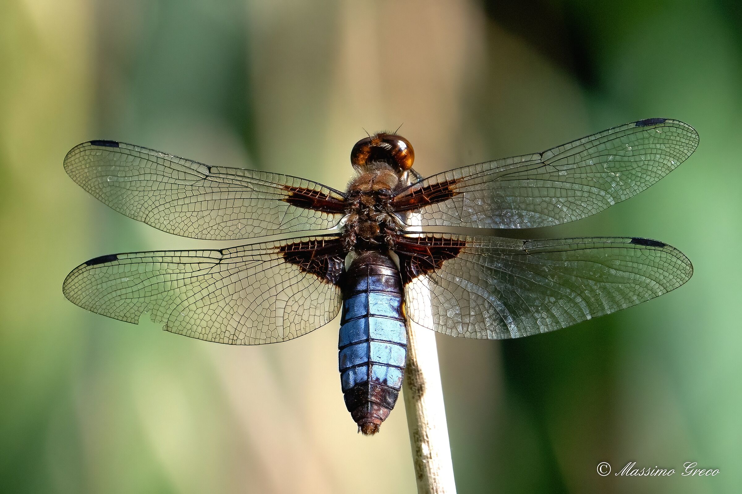 Depressed dragonfly or Flat-bellied