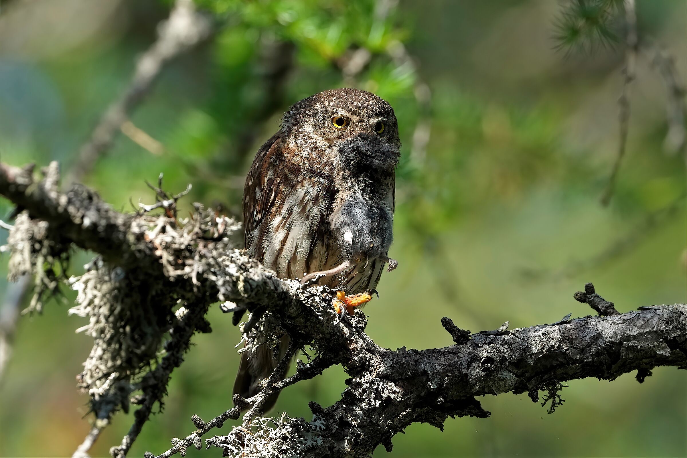 dwarf owl with sparrow