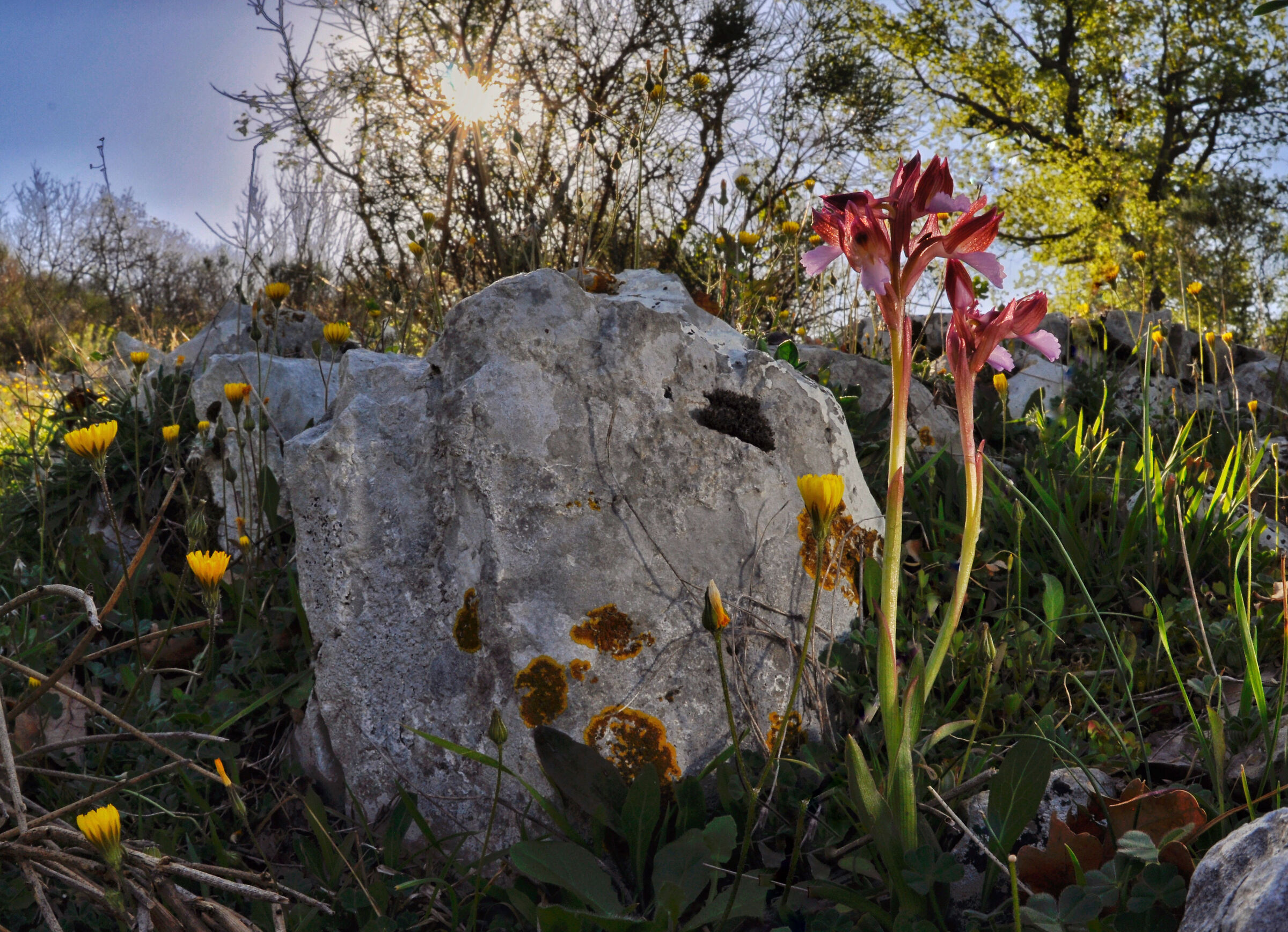 Anacamptis papilionacea