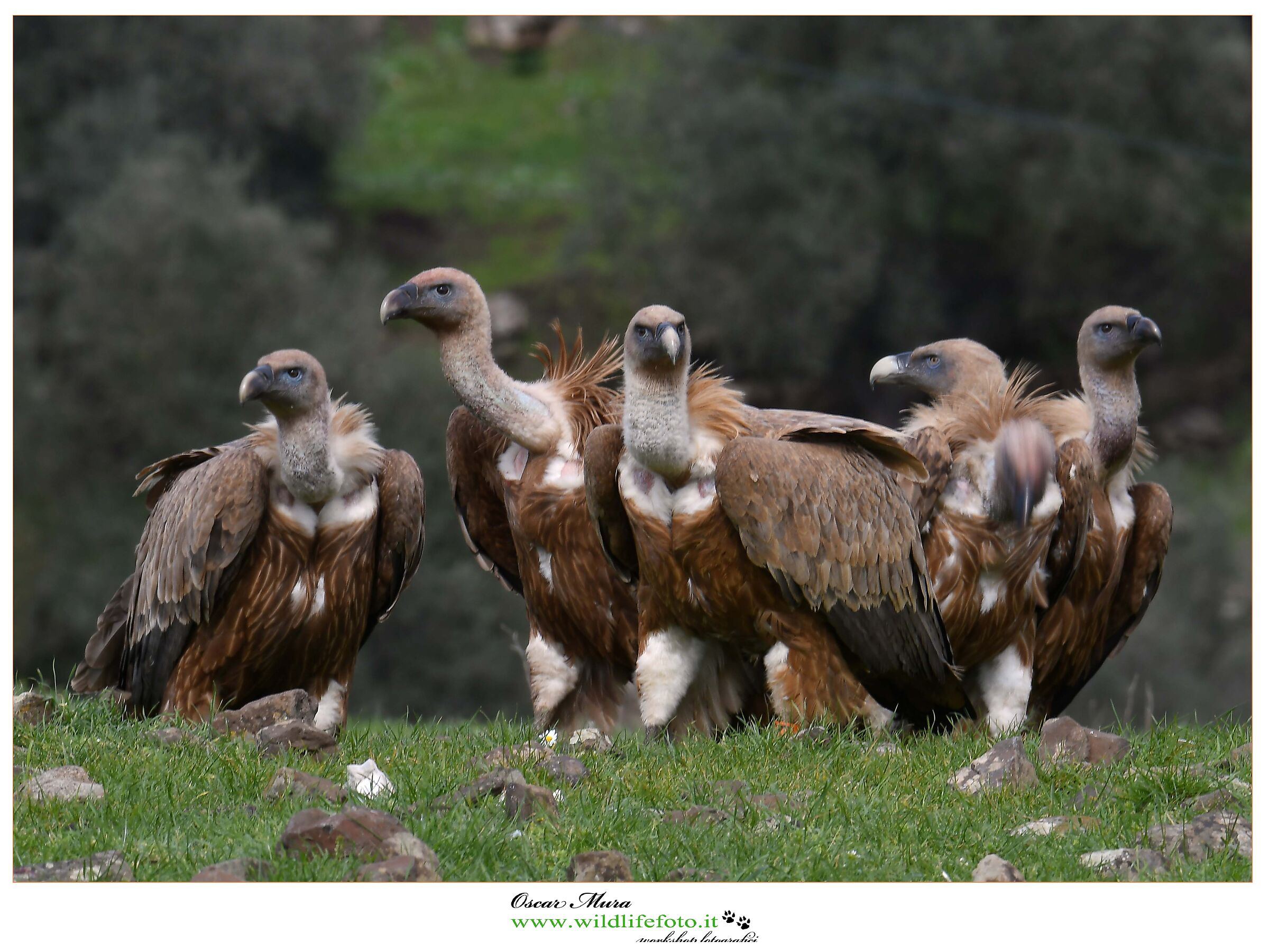 Griffon www.wildlifefoto.it