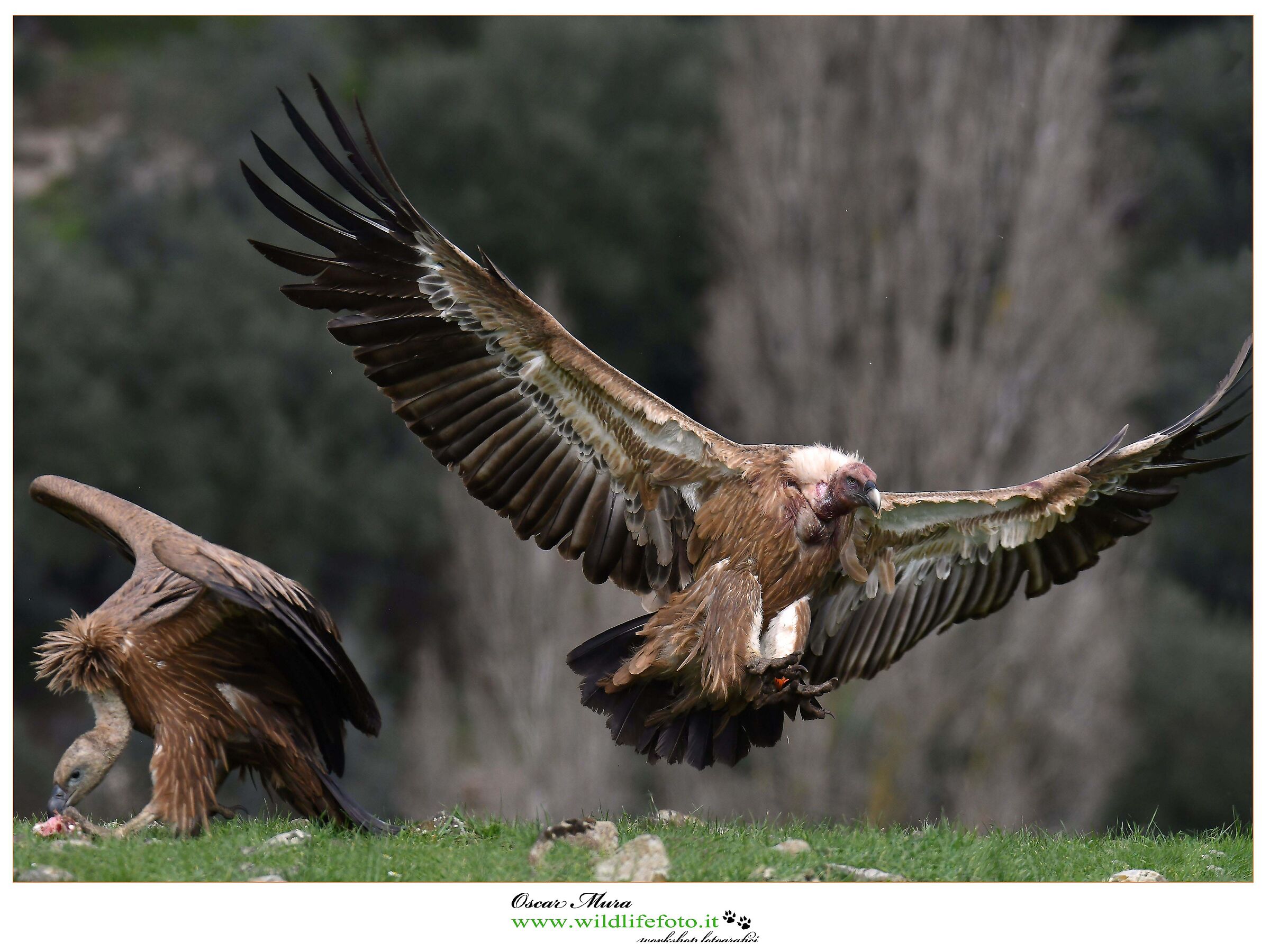 Griffon www.wildlifefoto.it