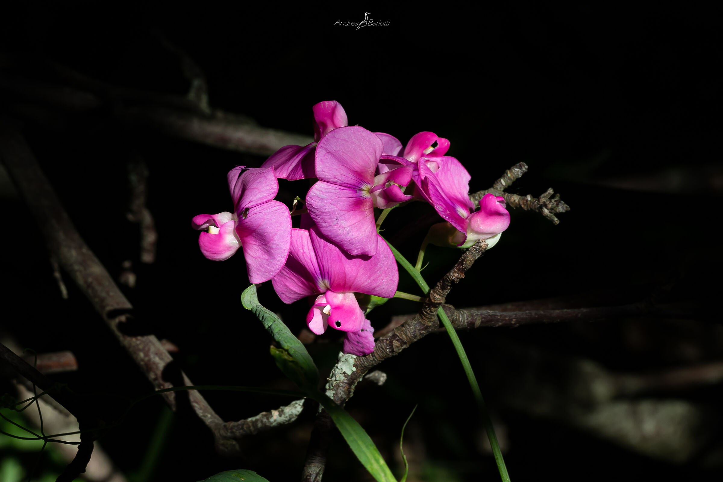 Lathyrus odoratus
