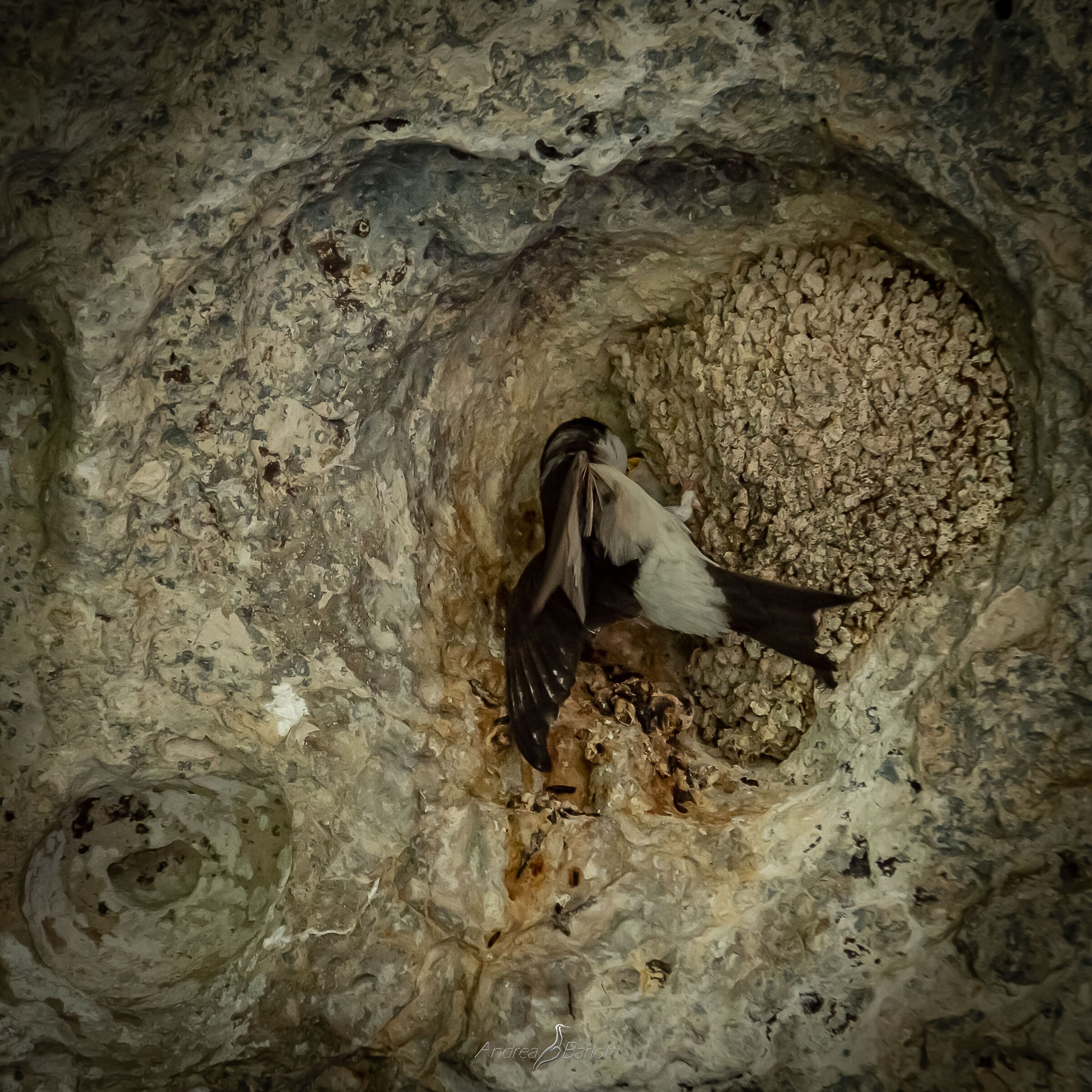 The nest in the rock.