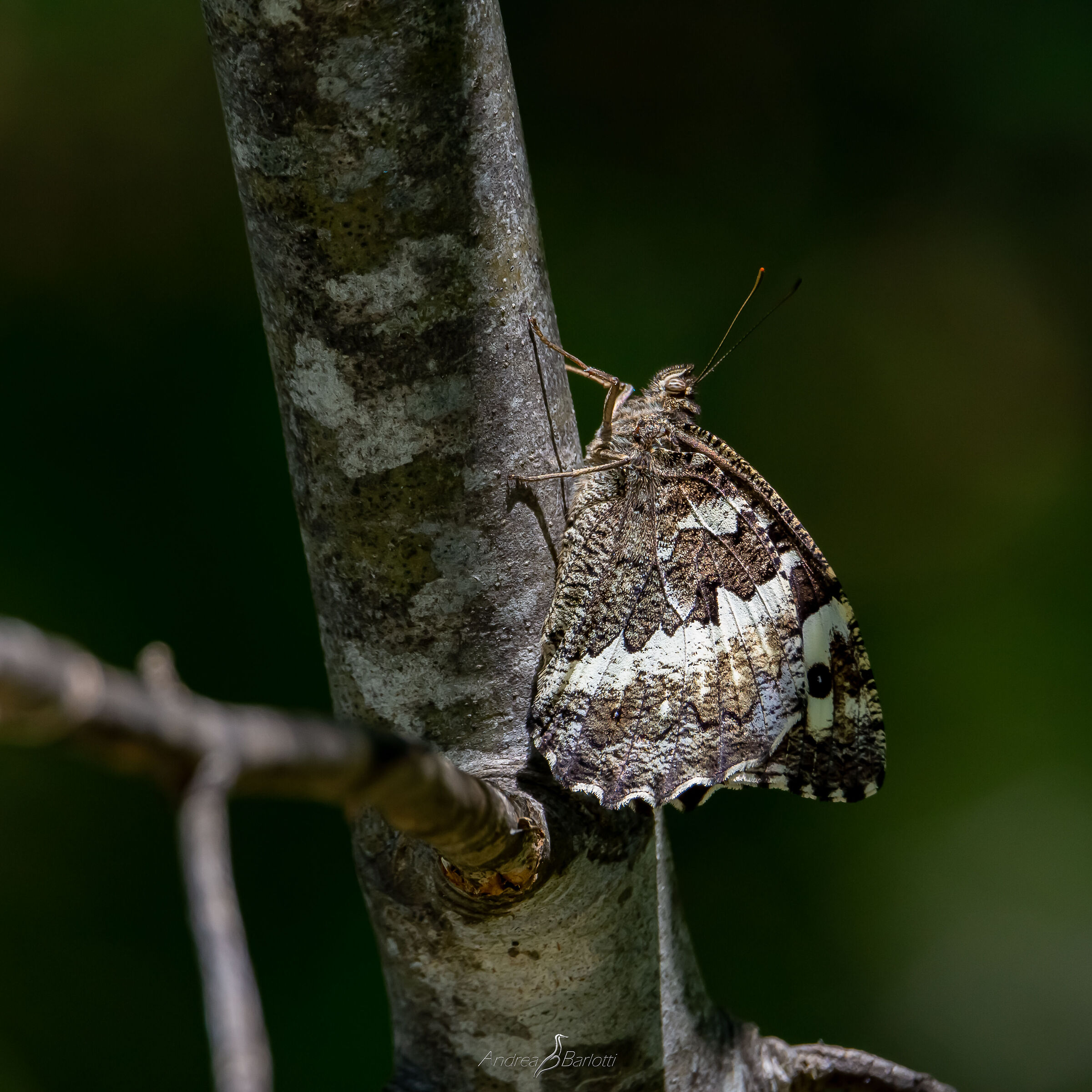 Brintesia circe