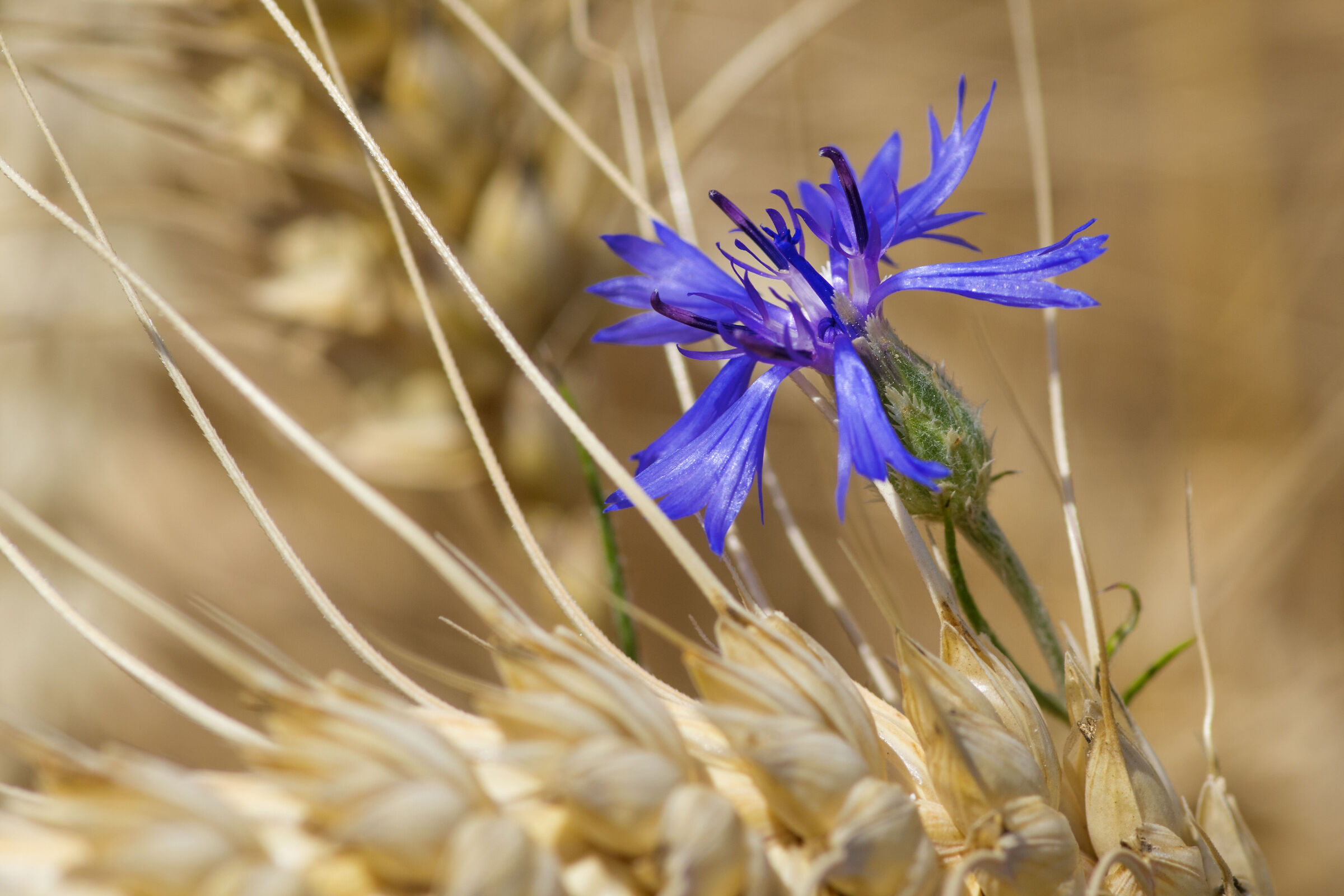 Cornflower in a wheat field