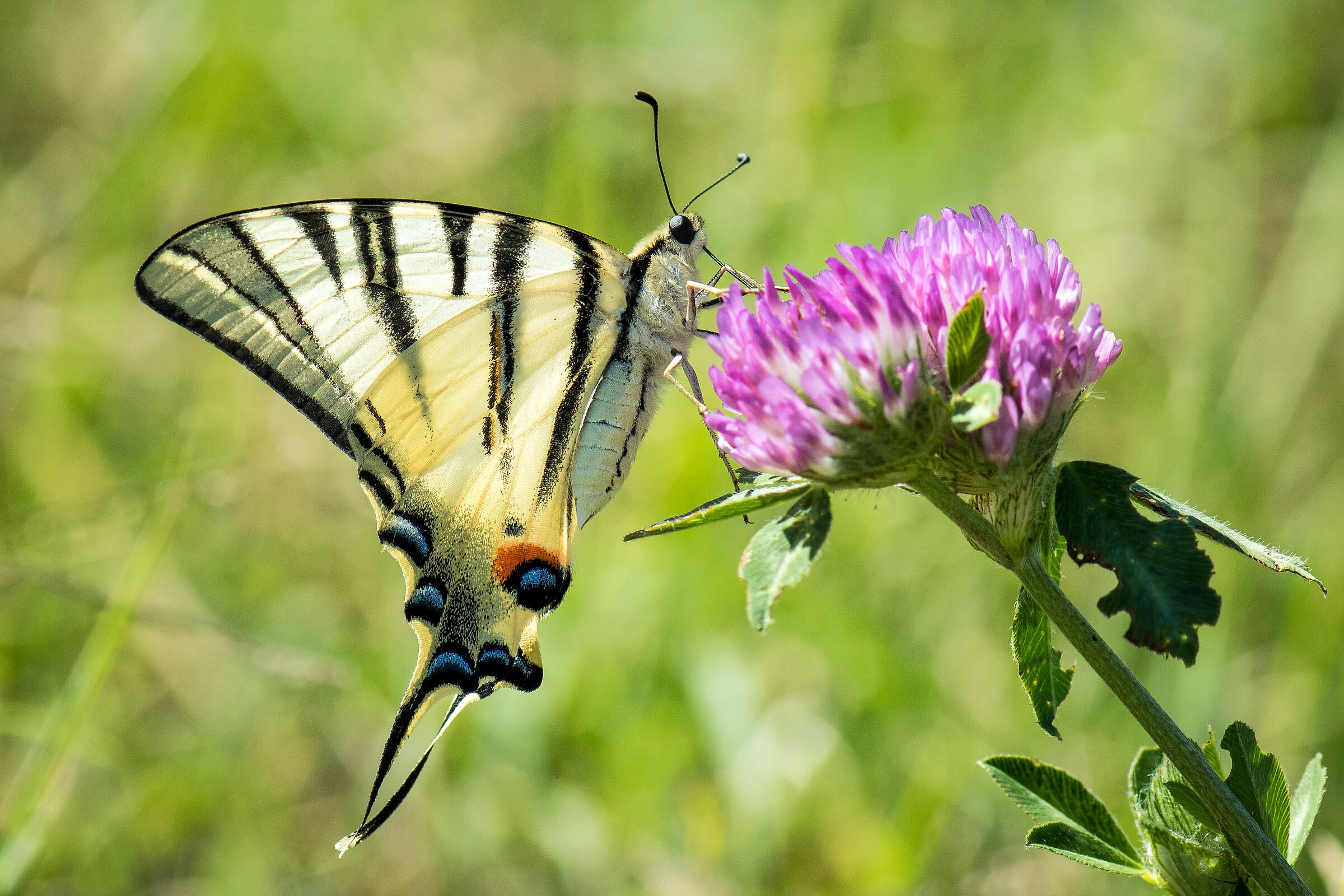 Scarce swallowtail