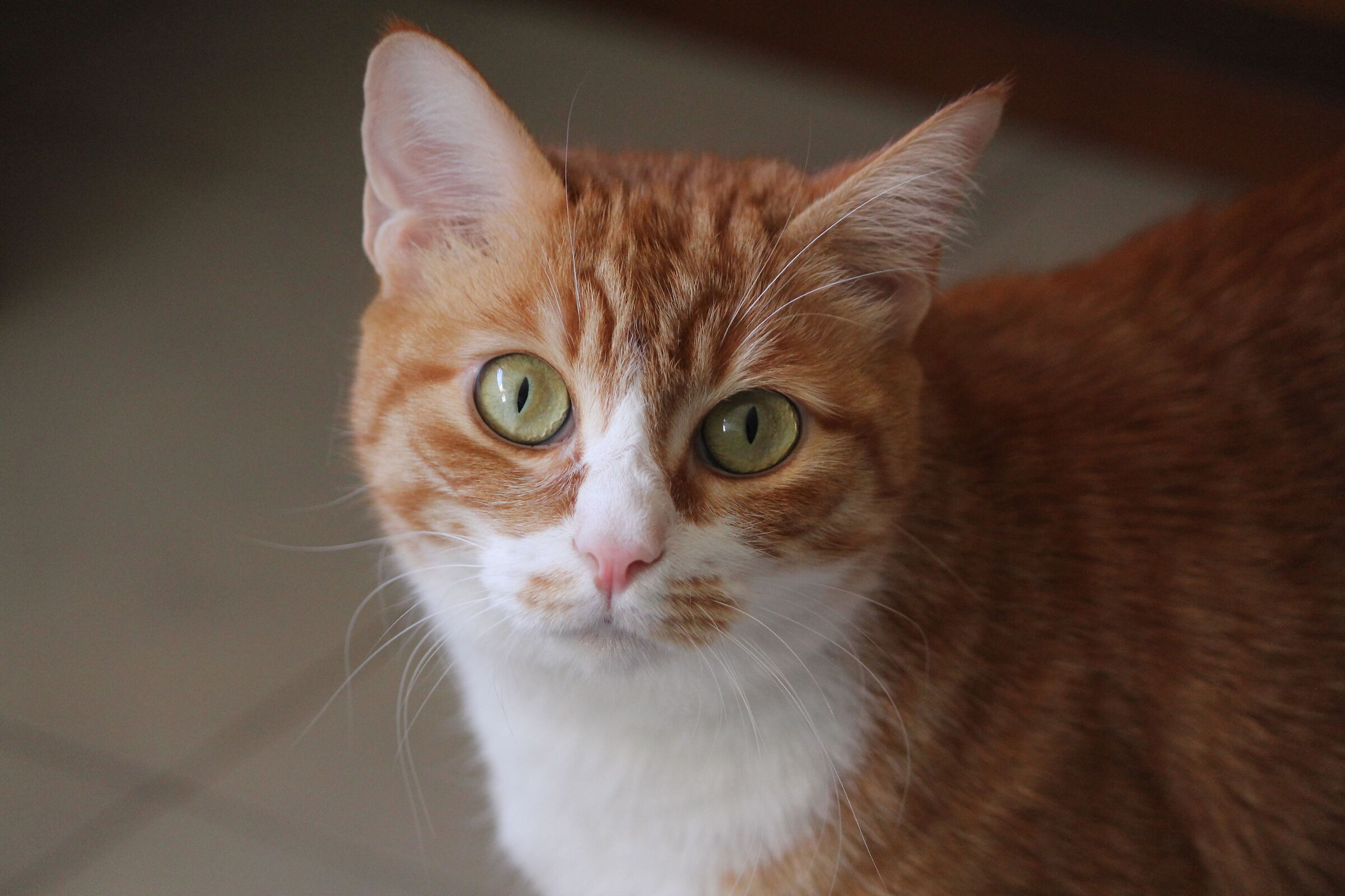 milo