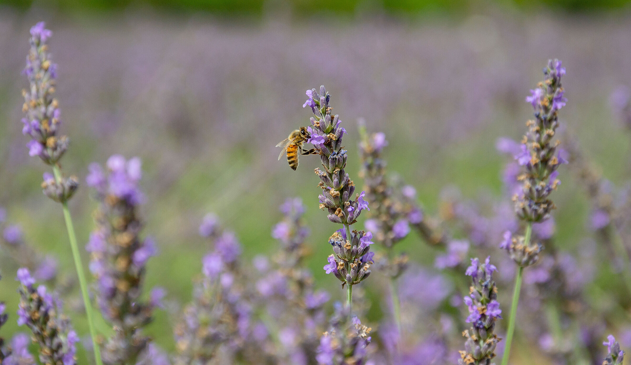 Provence in Maremma