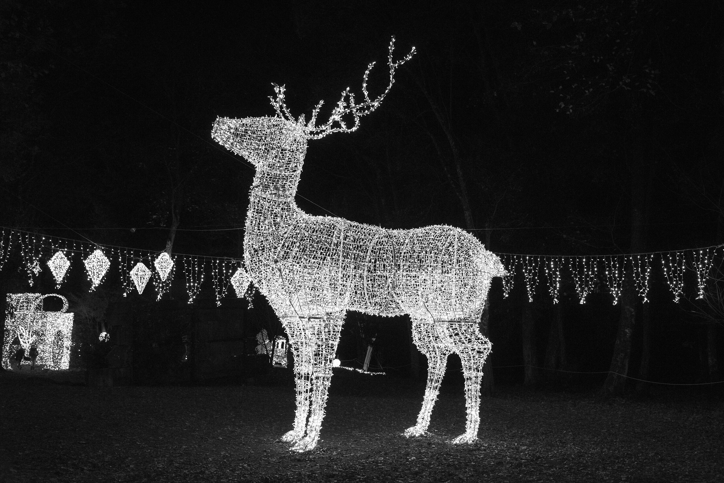 Luminaria
