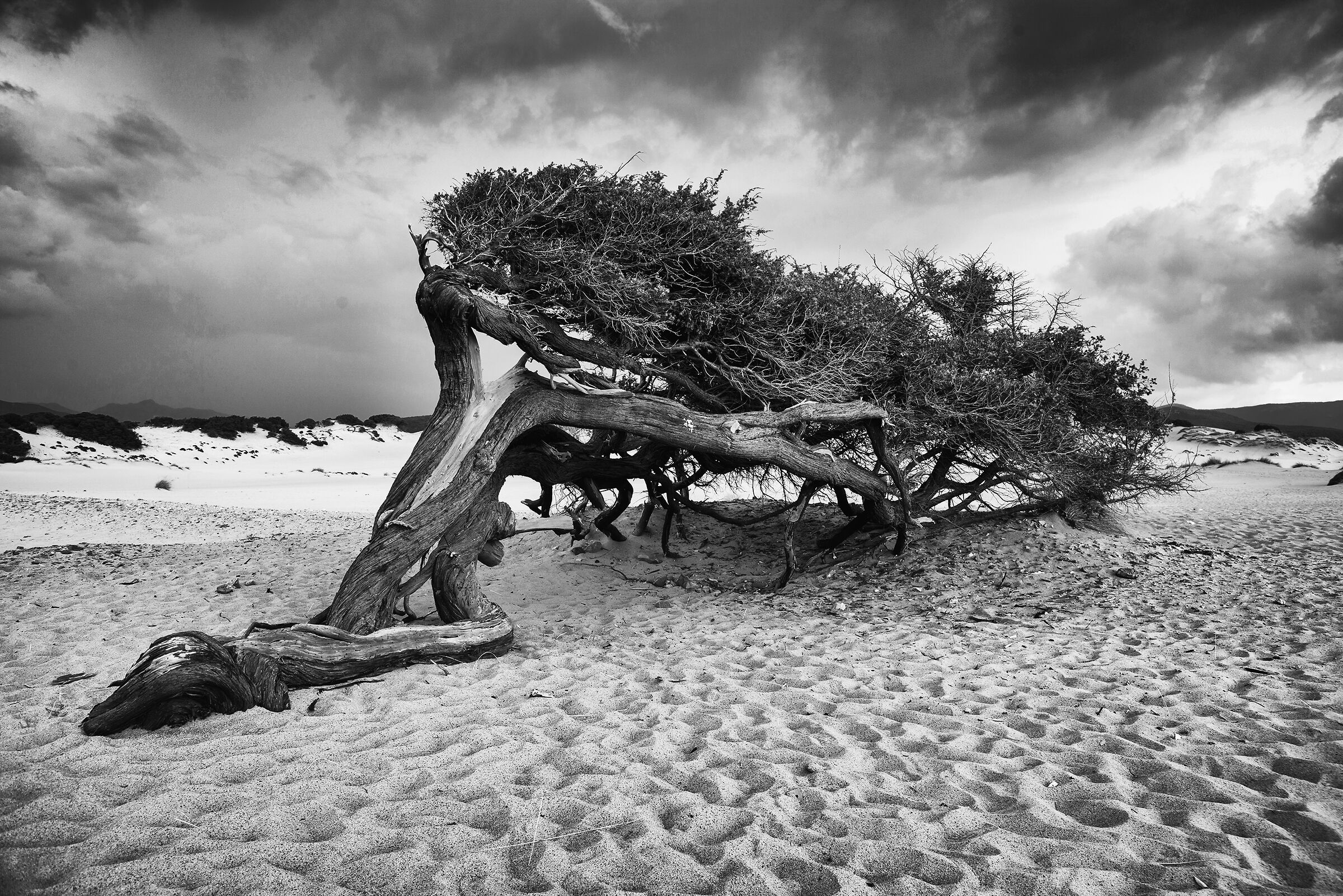 centuries-old tree