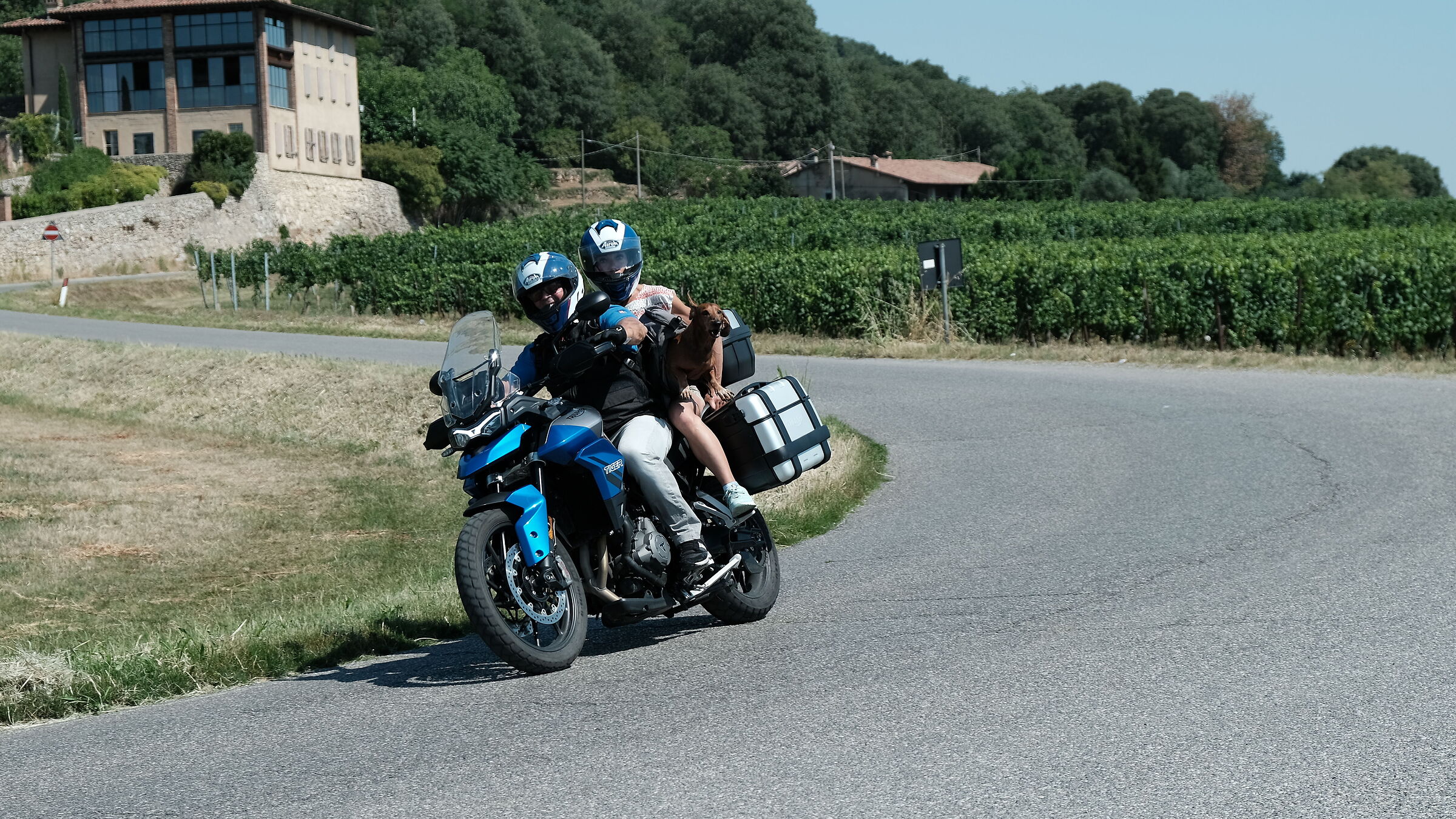 He She is a dachshund