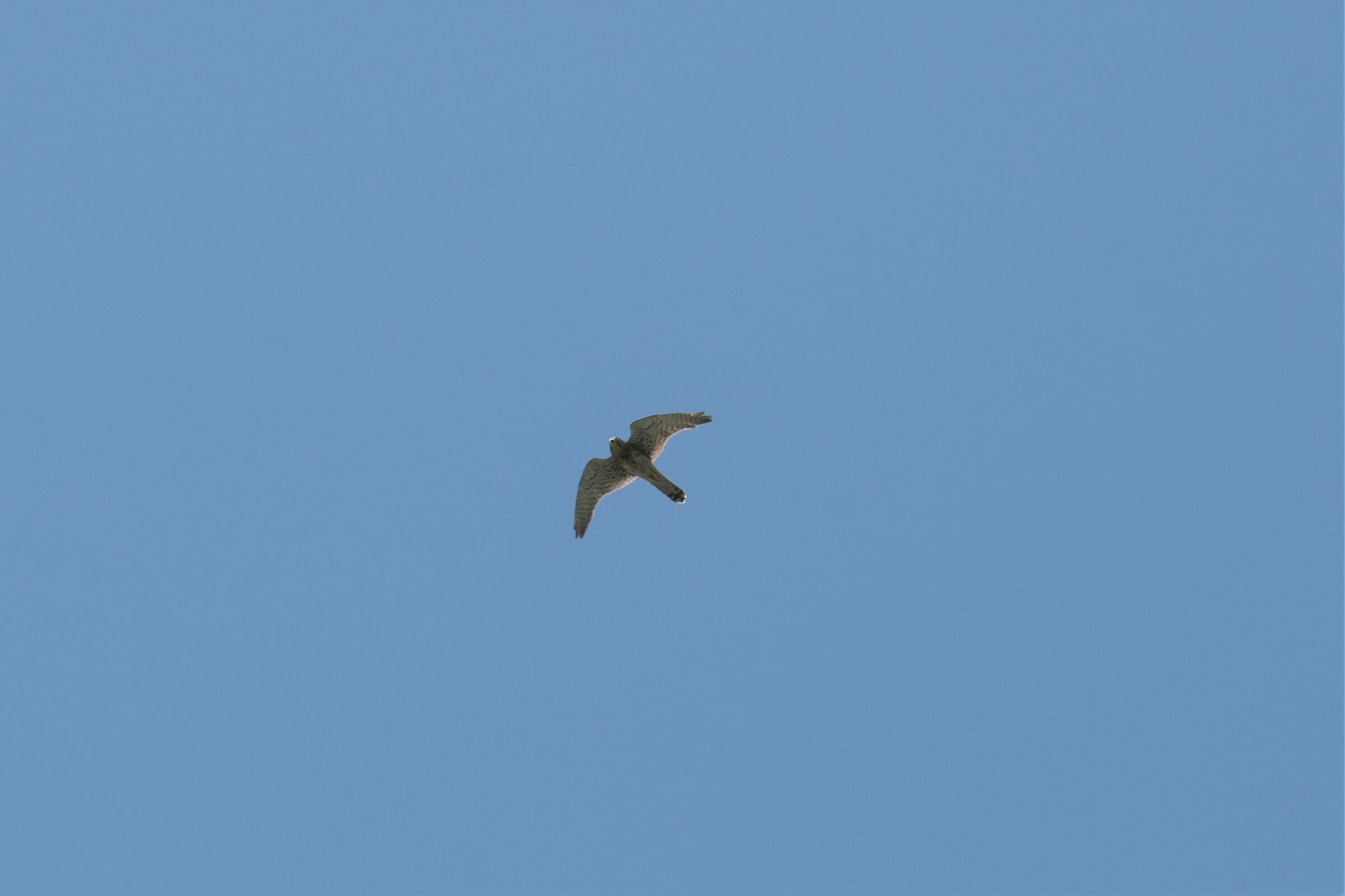 a happy encounter and you only have a 200 Peregrine Falcon