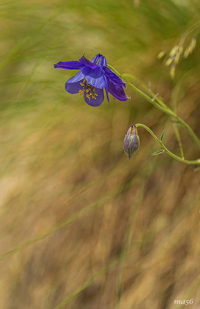 Aquilegia einseleana