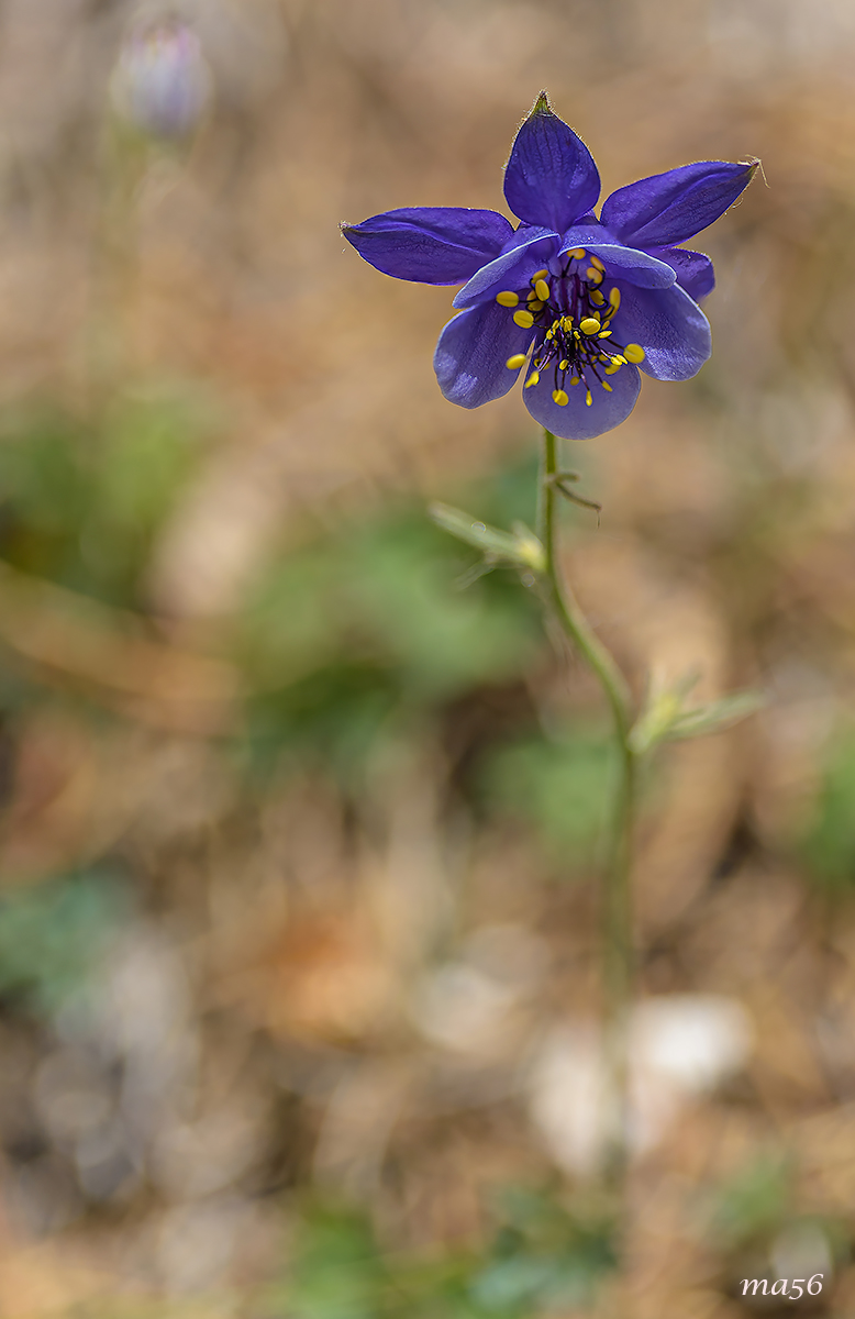 Aquilegia einseleana