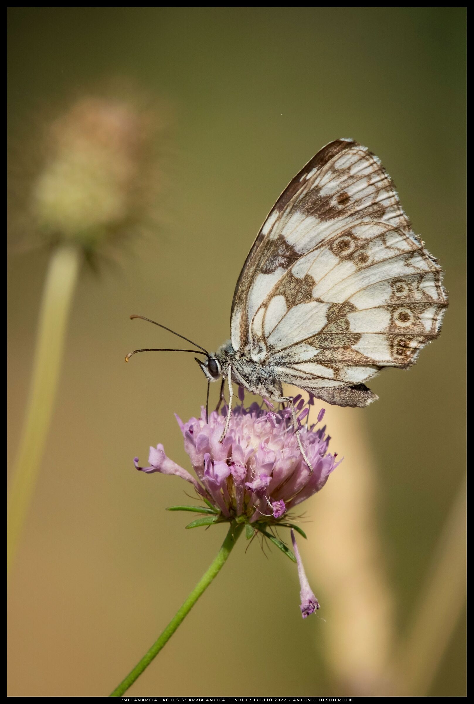 Melanargia lachesis