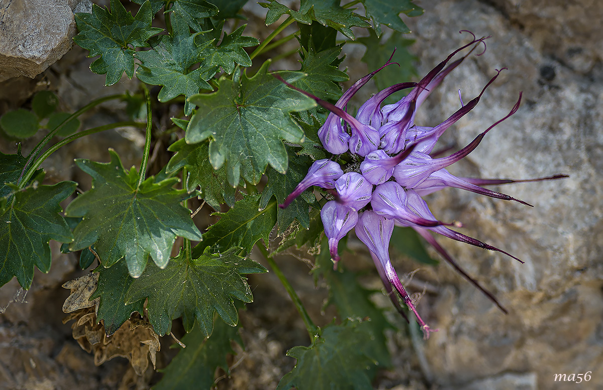 raponzolo di roccia