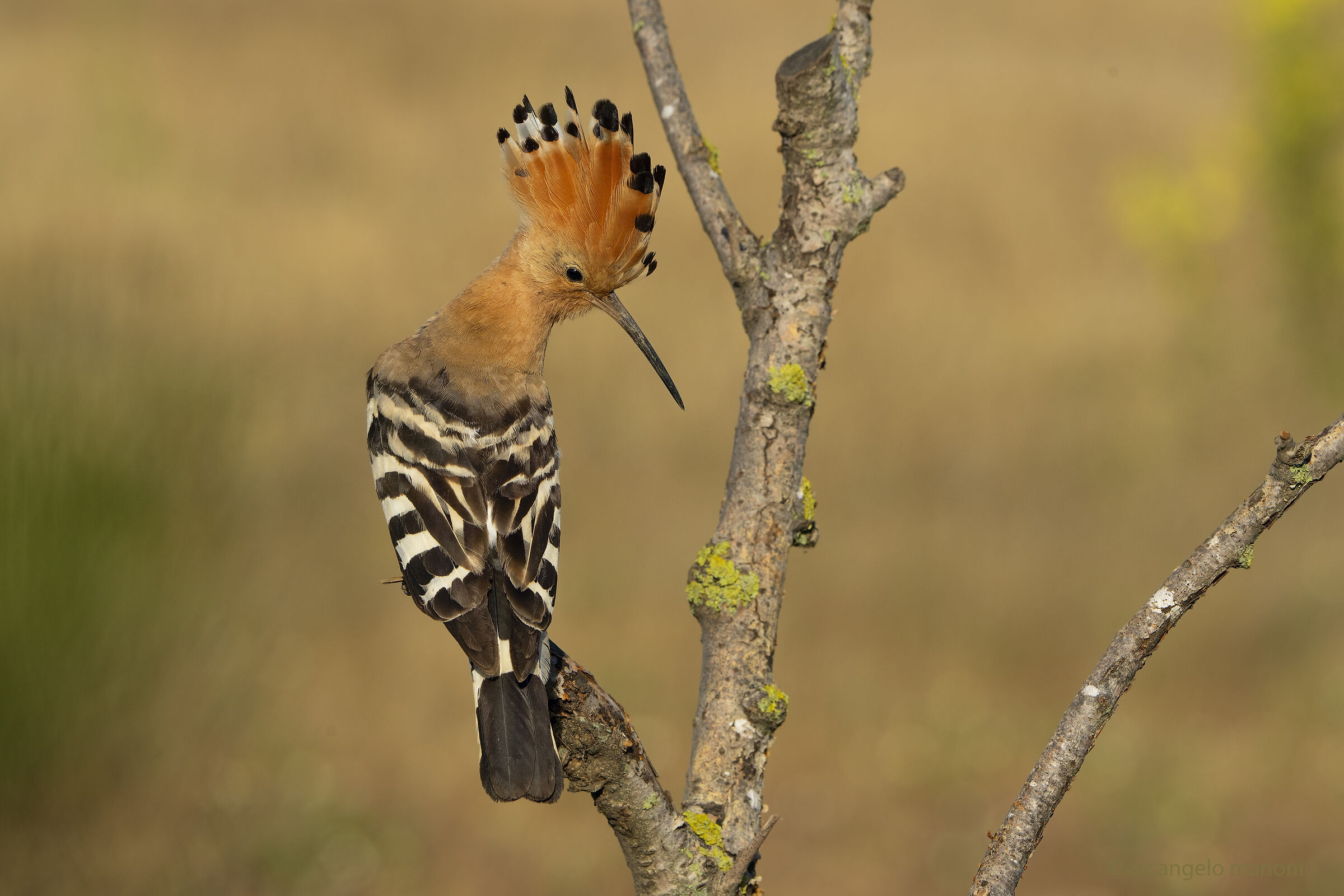 Hoopoe epops