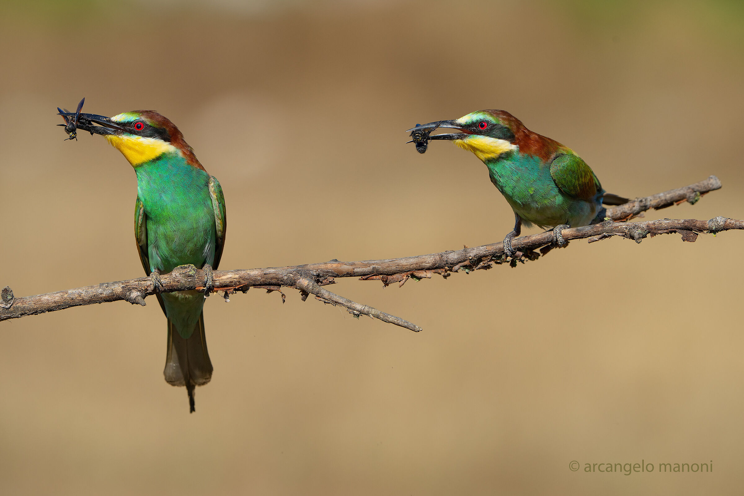 Do you like it? : no thanks I already have it