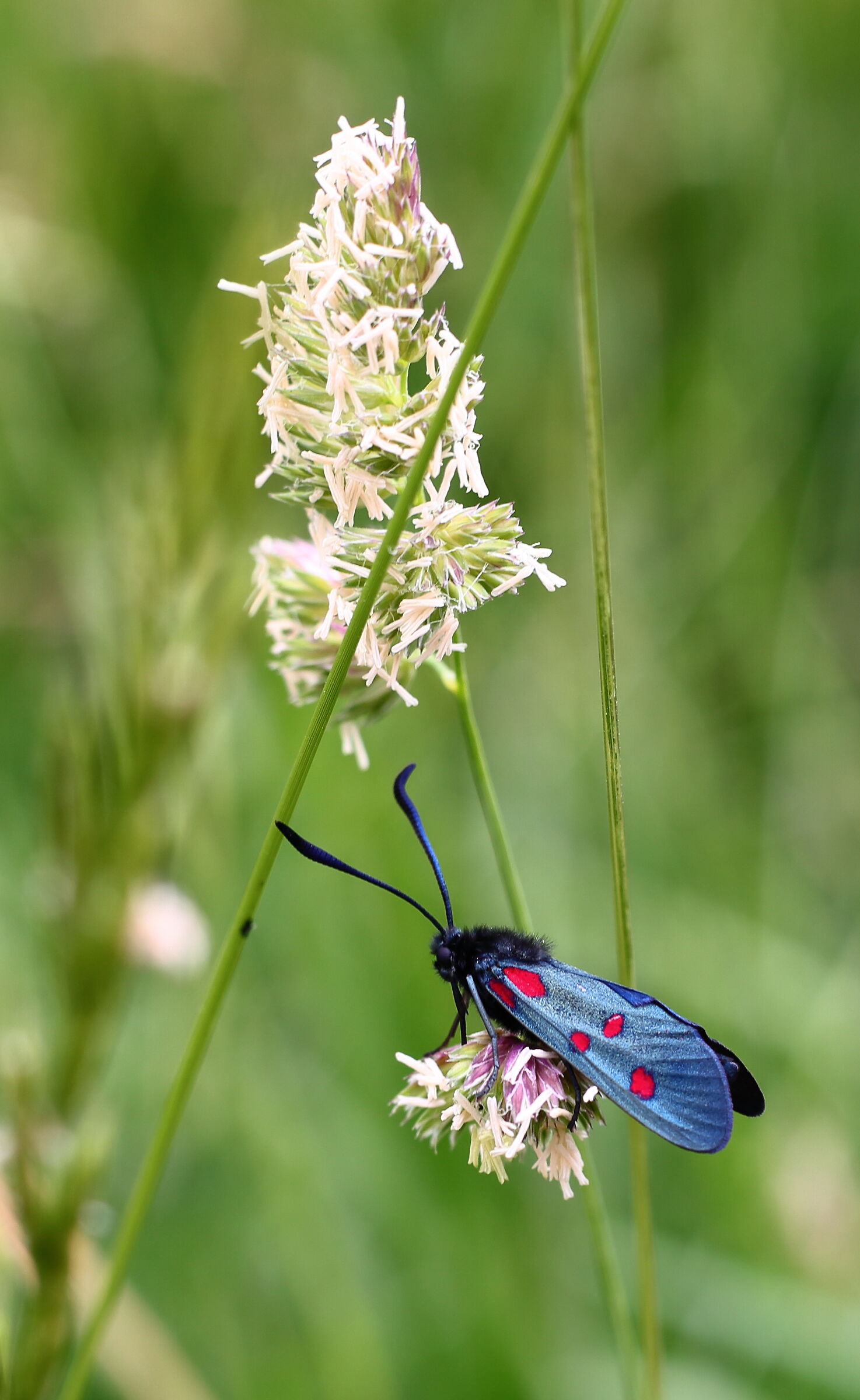 Light blue and red