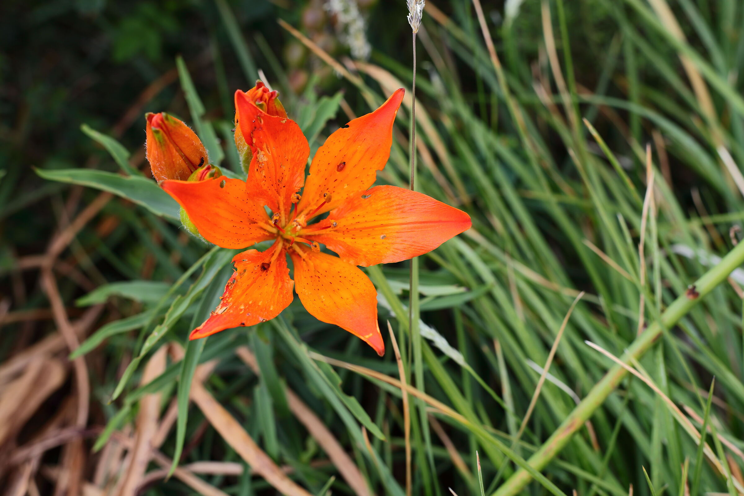 Lily