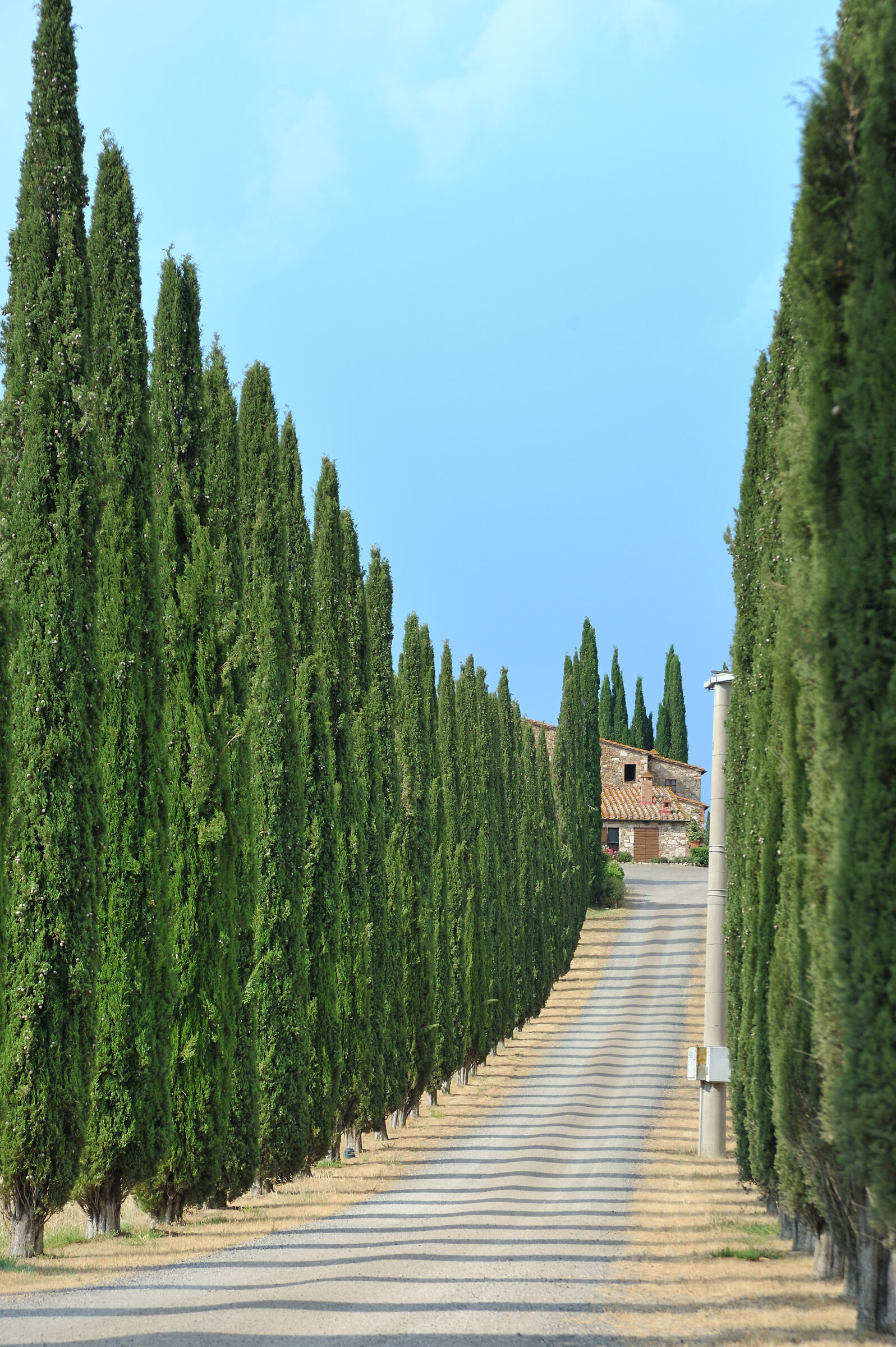 Very long cypresses