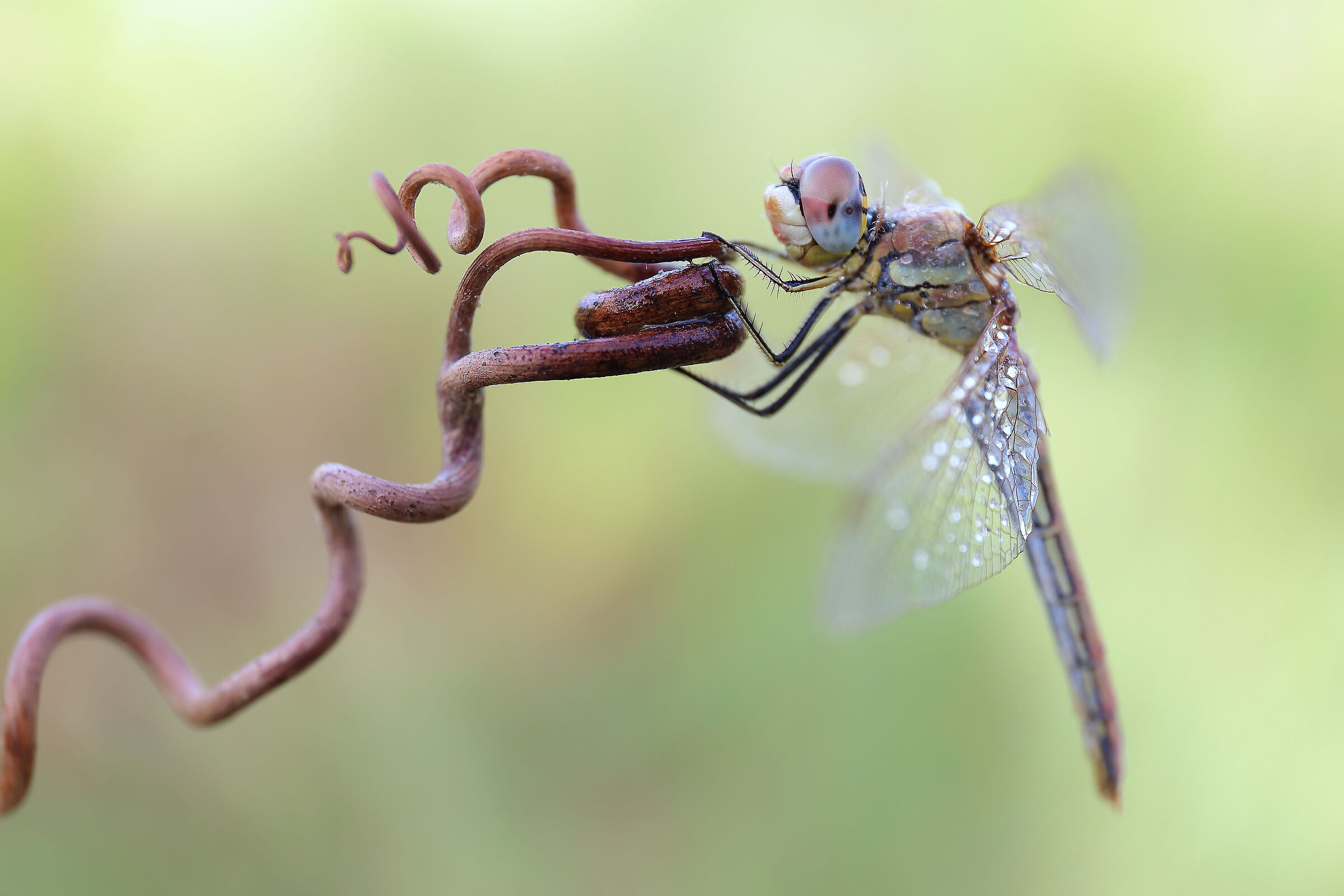 Dragonfly