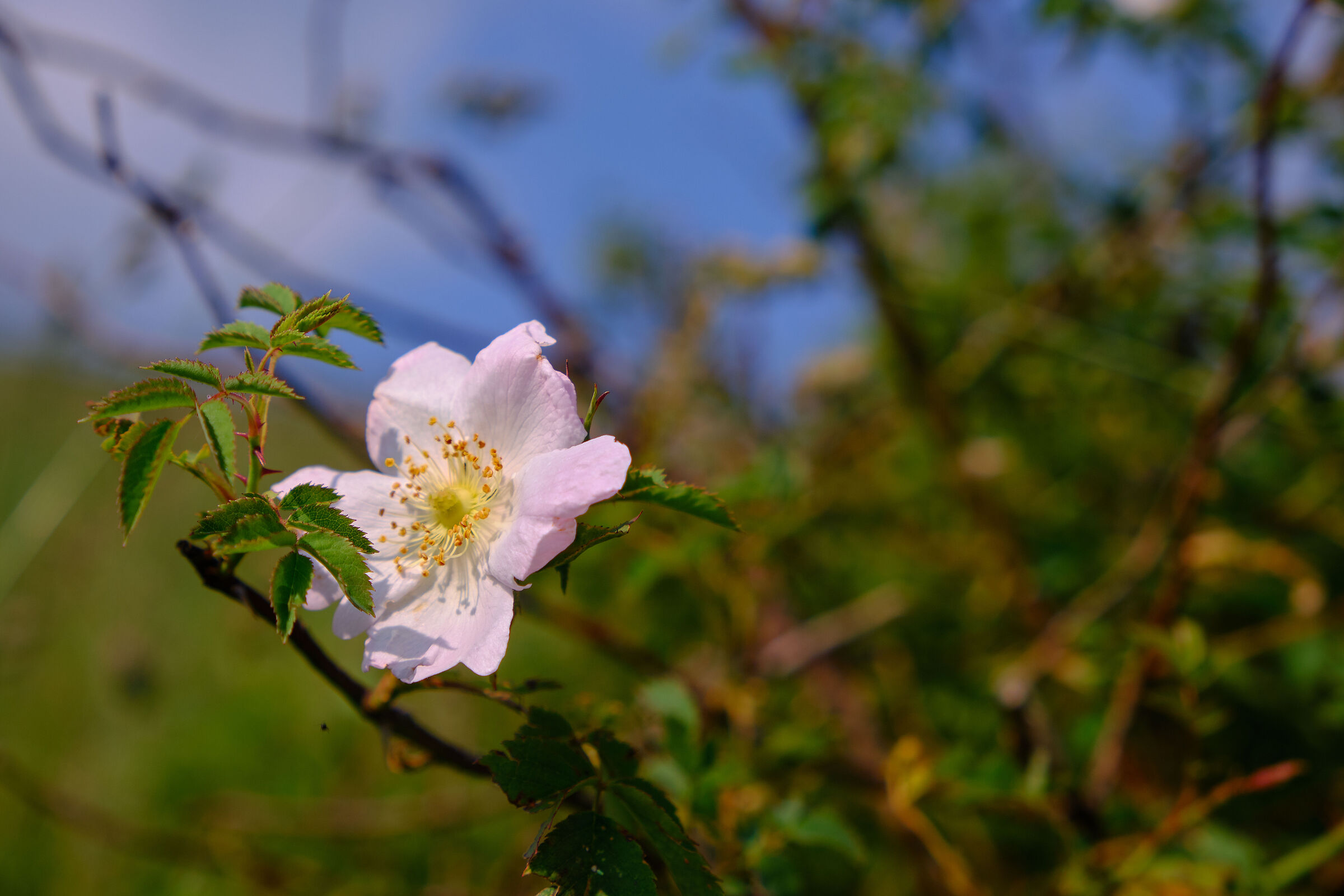 Rosa canina