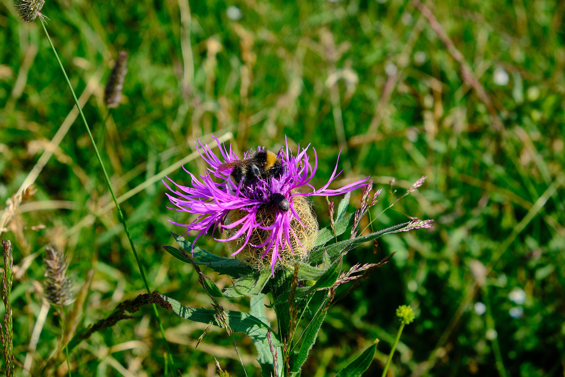 Cornflower widower & bumblebee