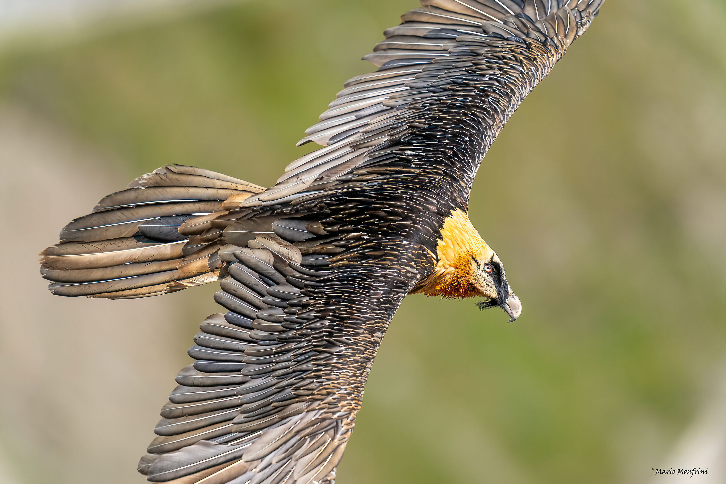 Bearded vulture (Gypaetus barbatus)
