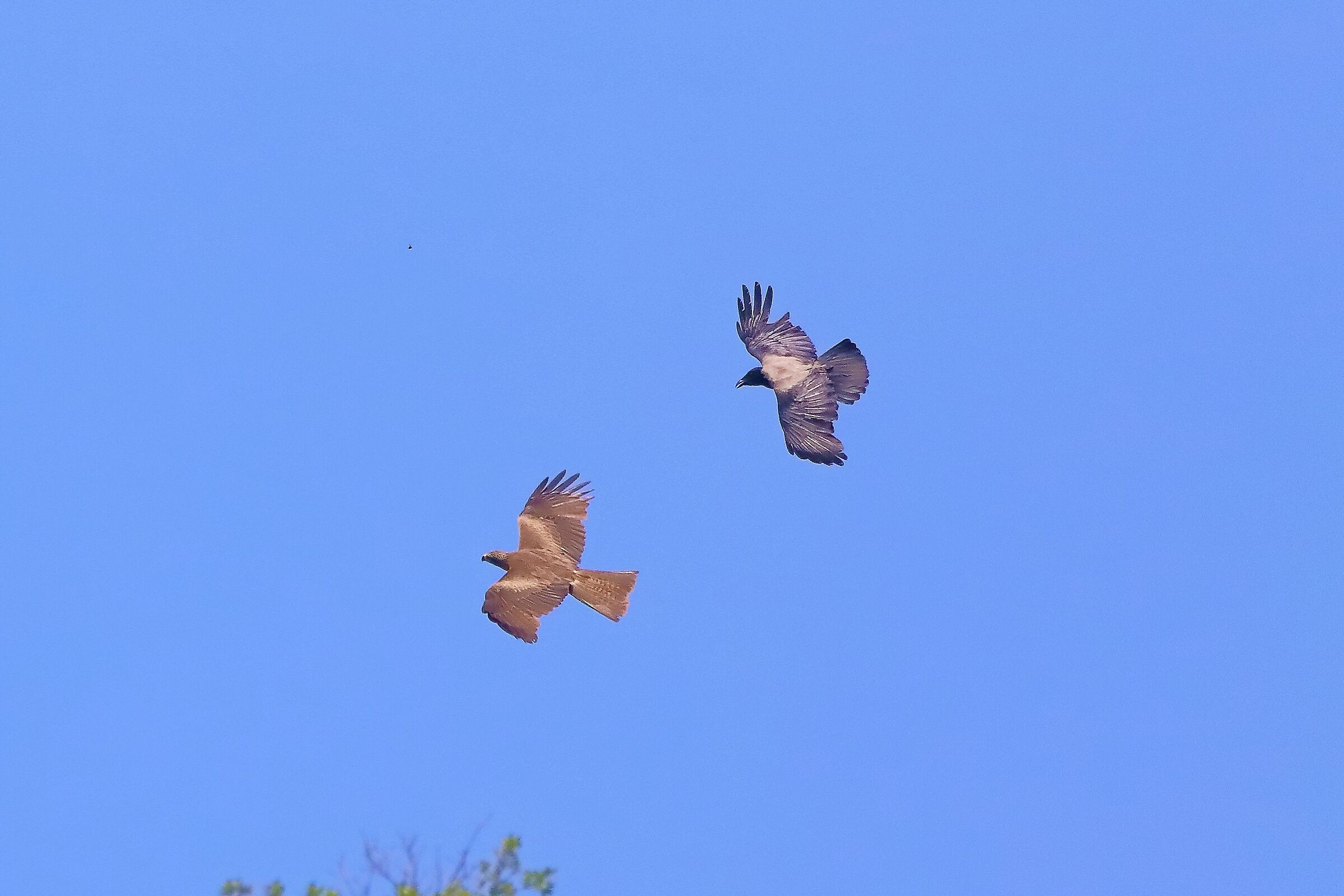 nibbio bruno 02-06-2022