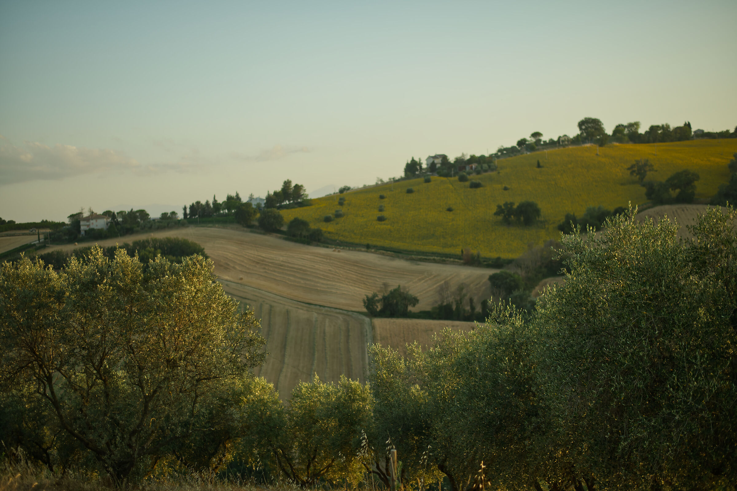 Beyond the olive trees