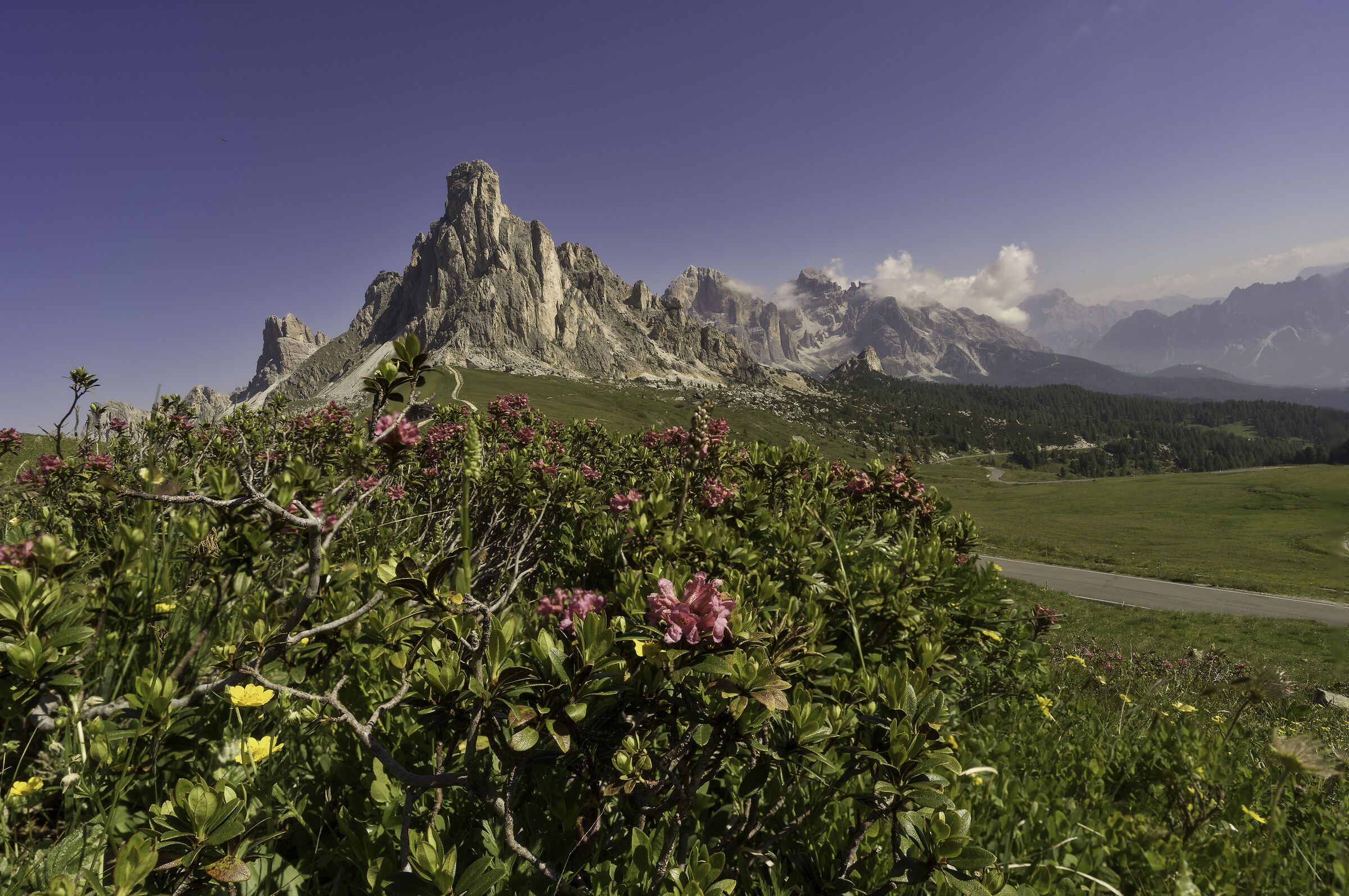 Rododendri al passo Giau