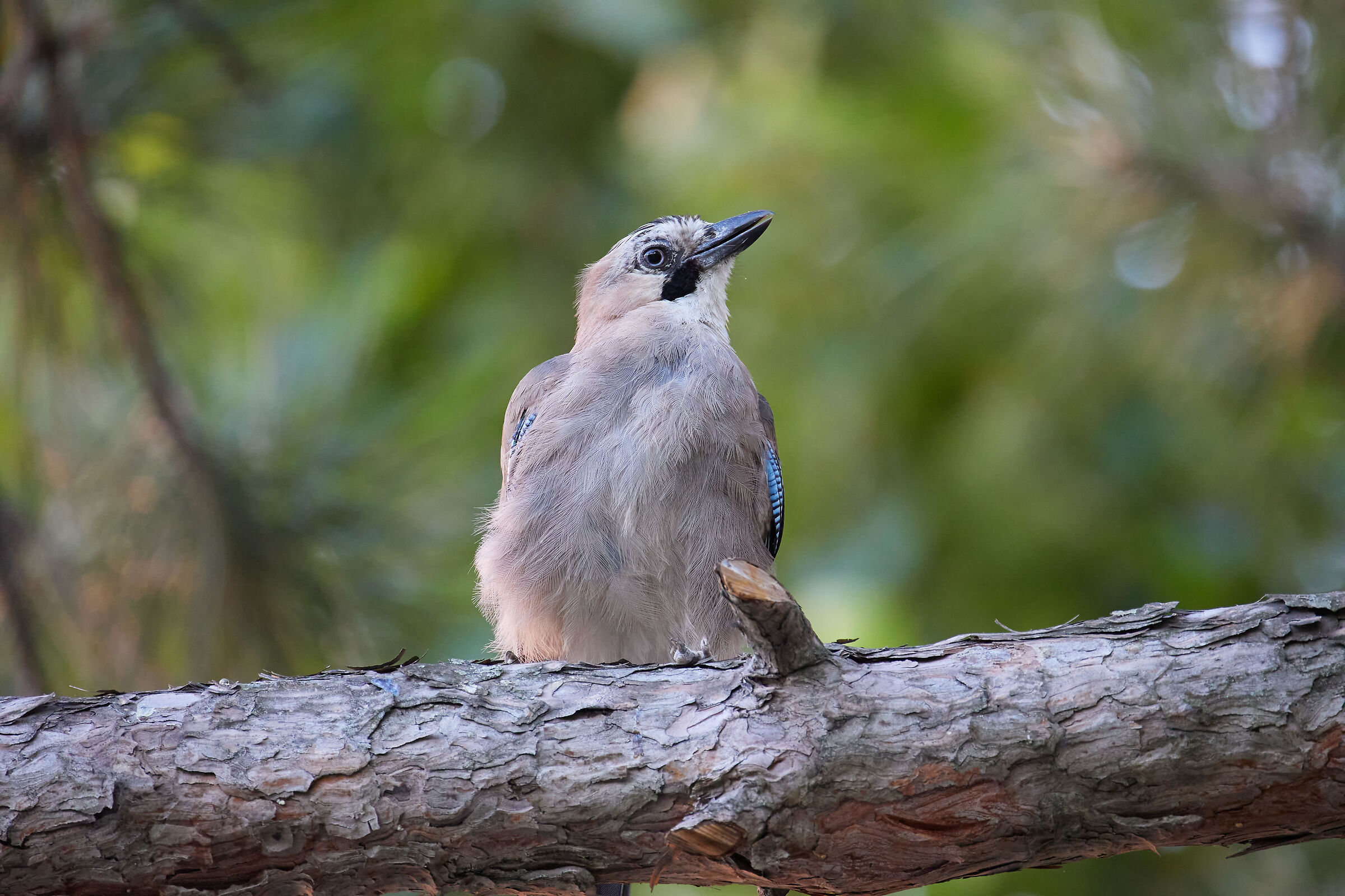 Ghiandaia quasi macro