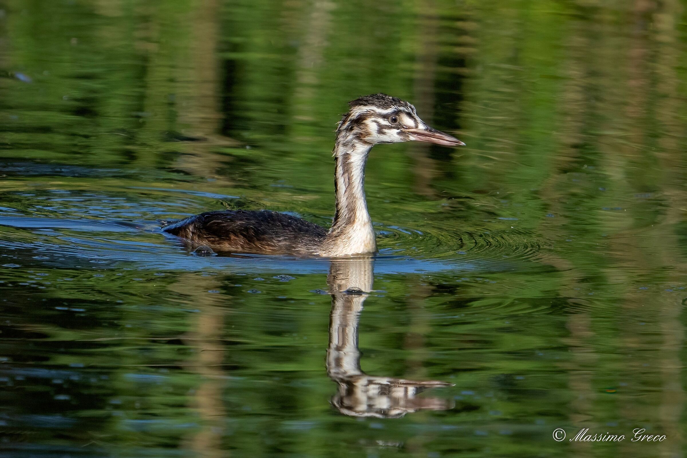 Giovane Svasso maggiore (Podiceps cristatus)