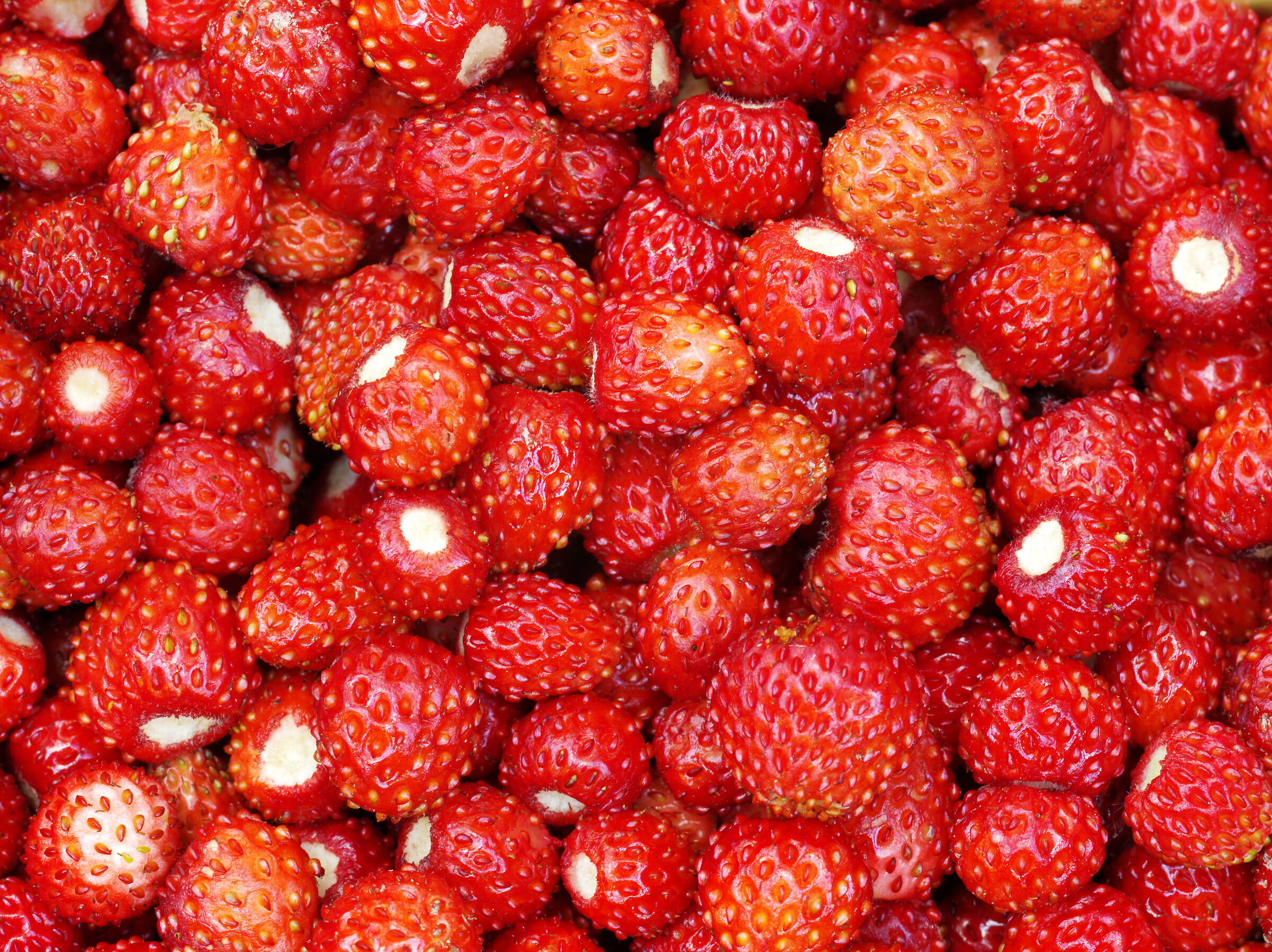 Fragola