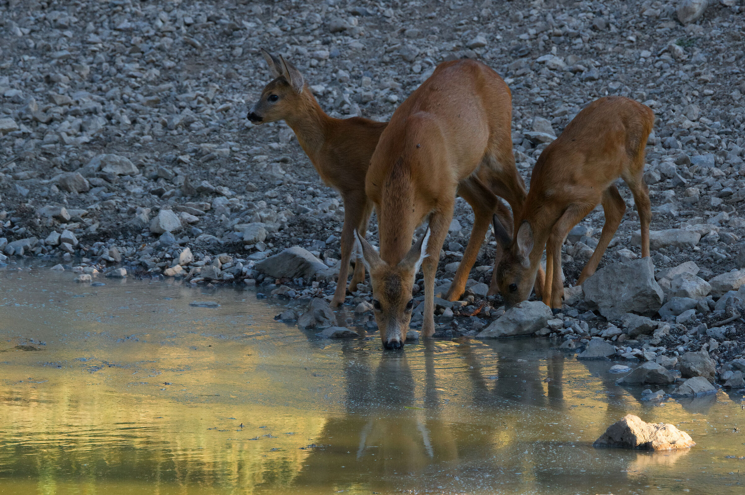 Diamo da bere agli animali