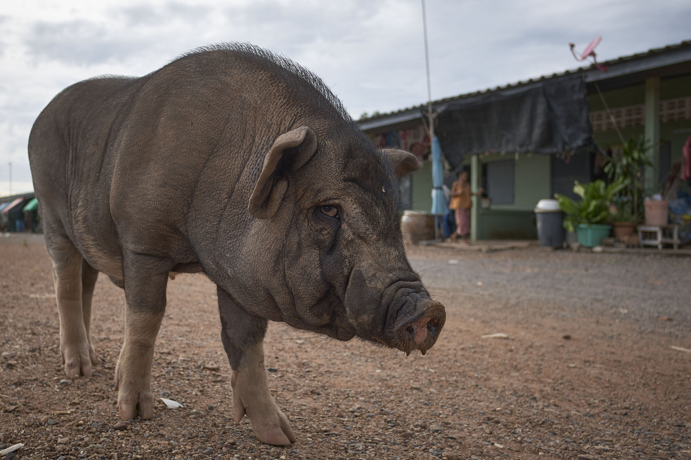 The guardian of the house