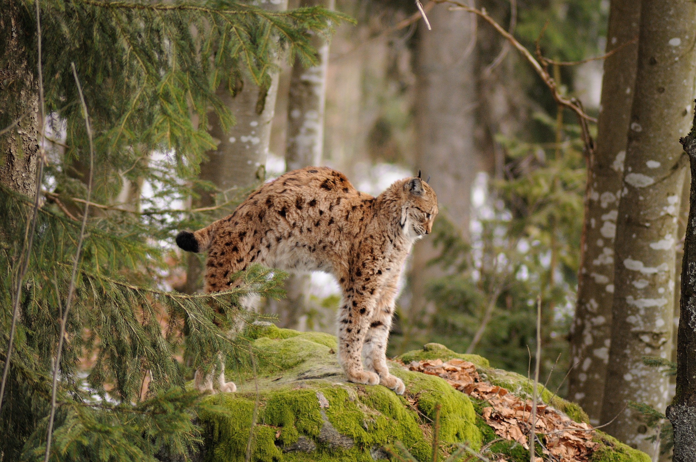 lince1